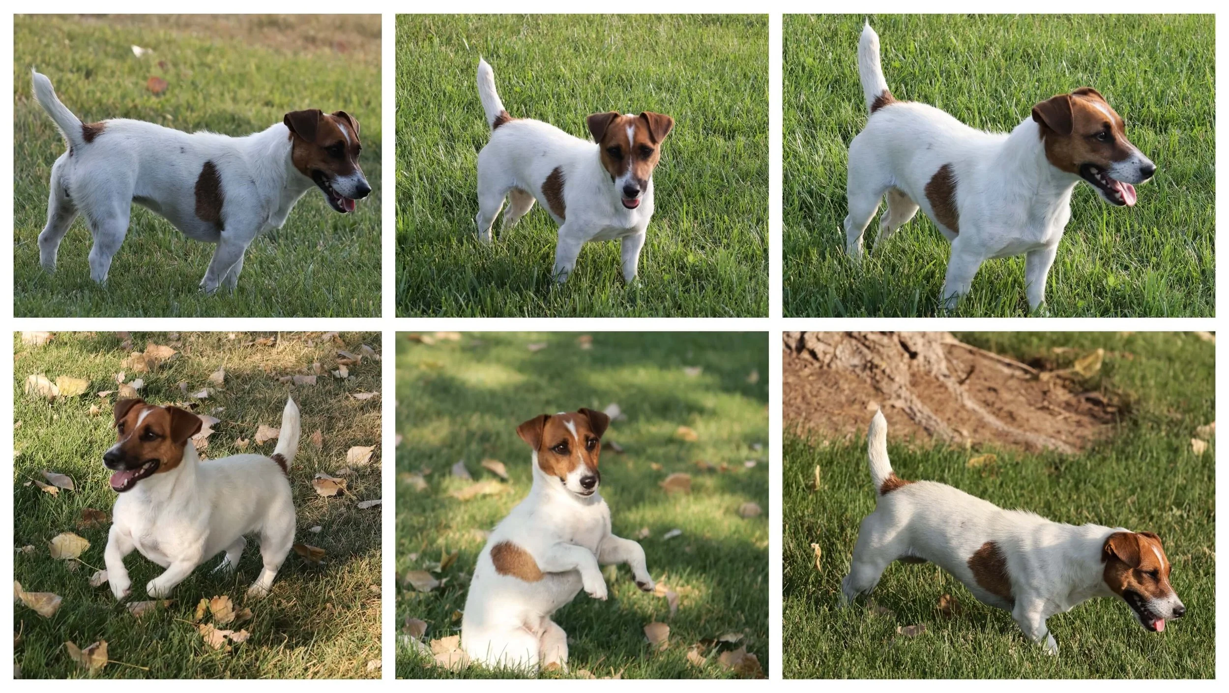 Smooth coat Jack Russell