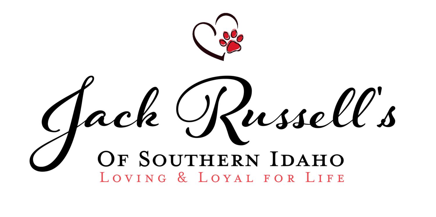 Jack Russell&#39;s of Southern Idaho