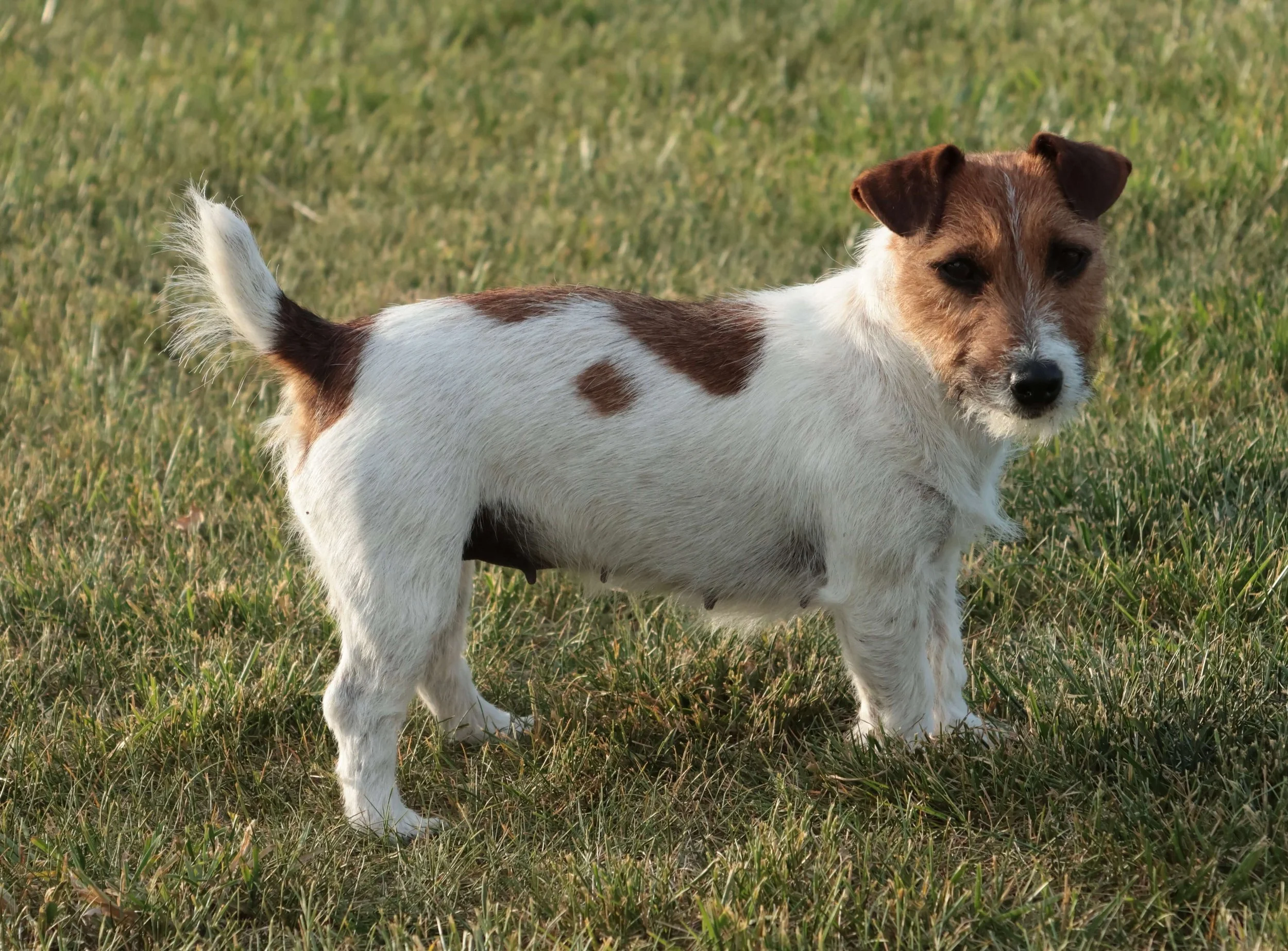 Beautiful shorty Jack Russell
