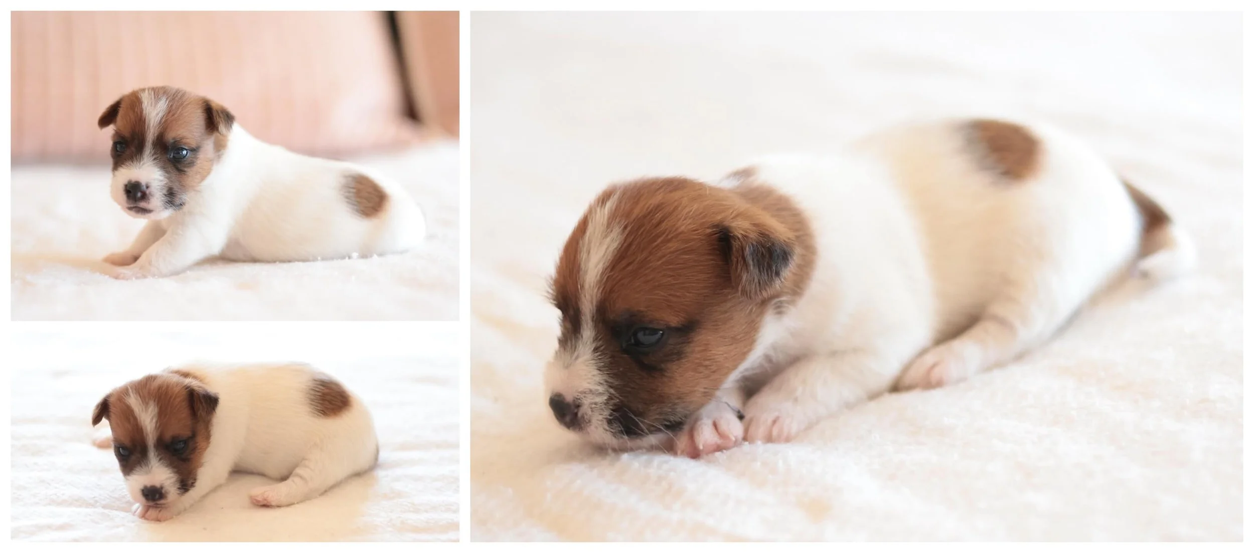 Jack Russells of Southern Idah