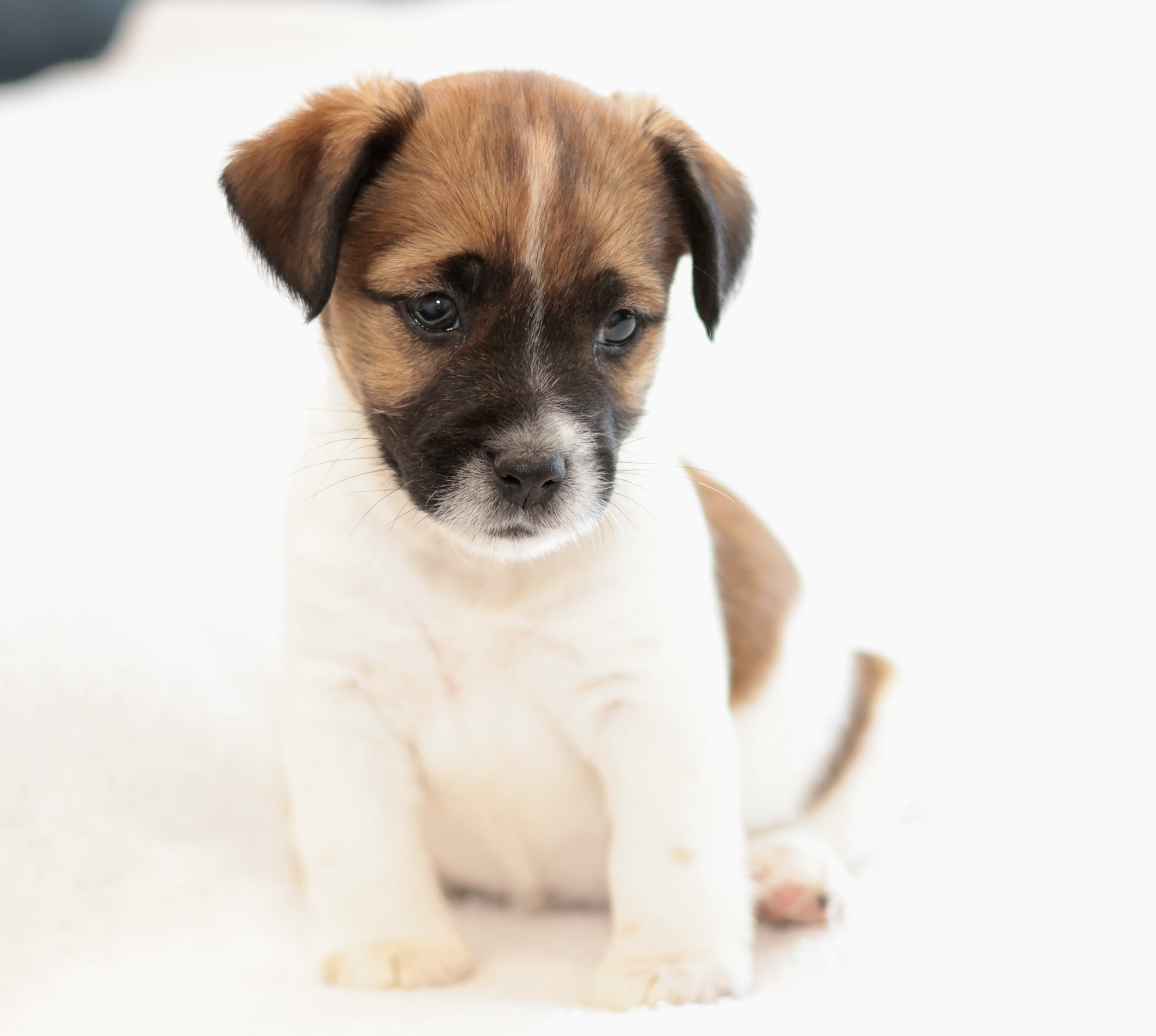 Broken coat Jack Russell Puppy