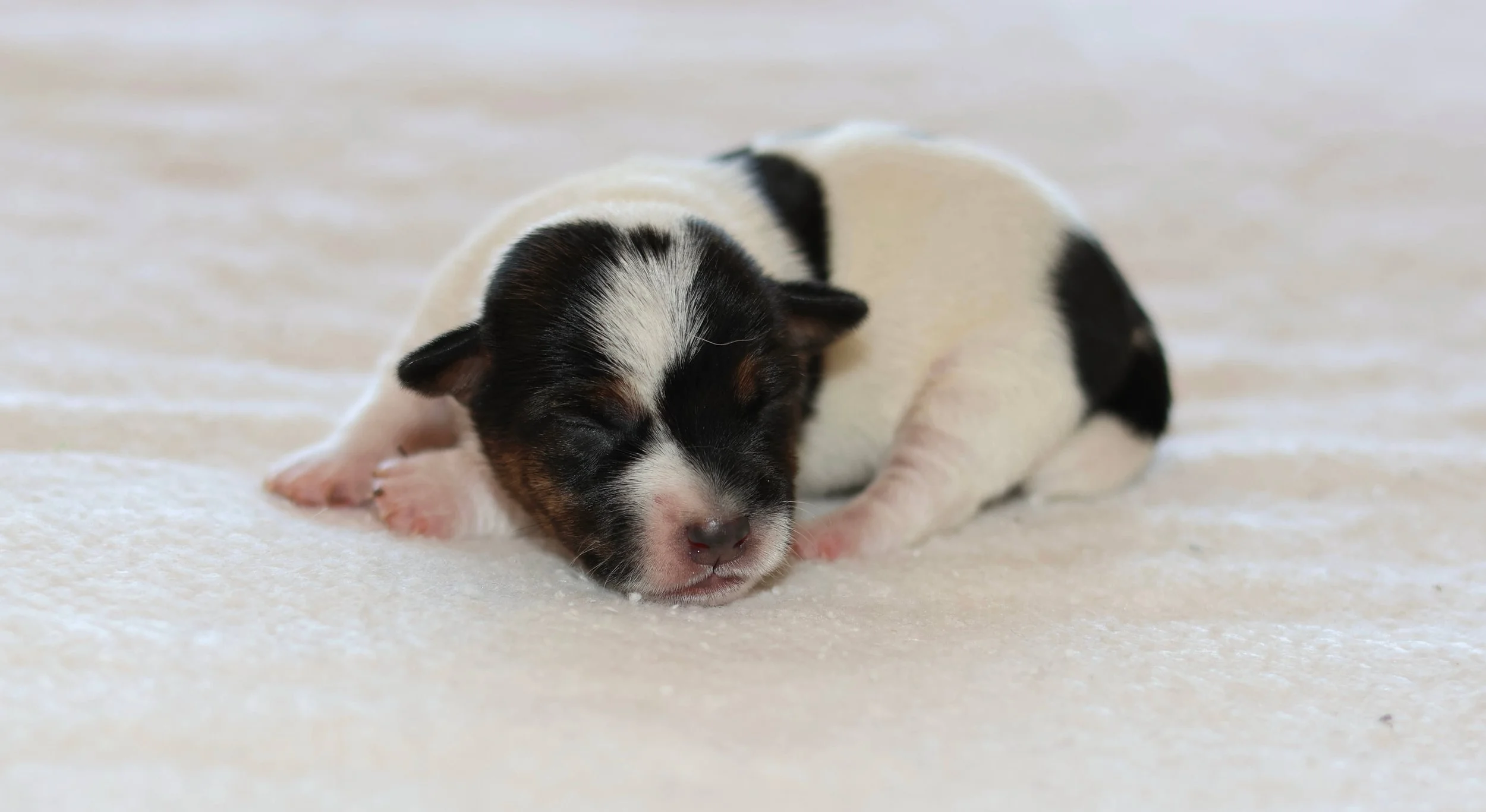 Tri color Jack Russell Puppy