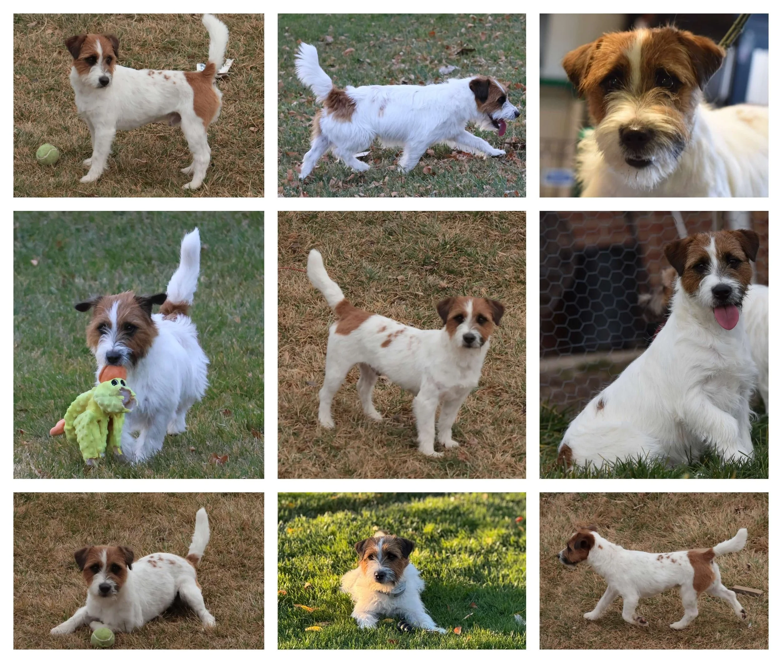 Jack Russell Stud