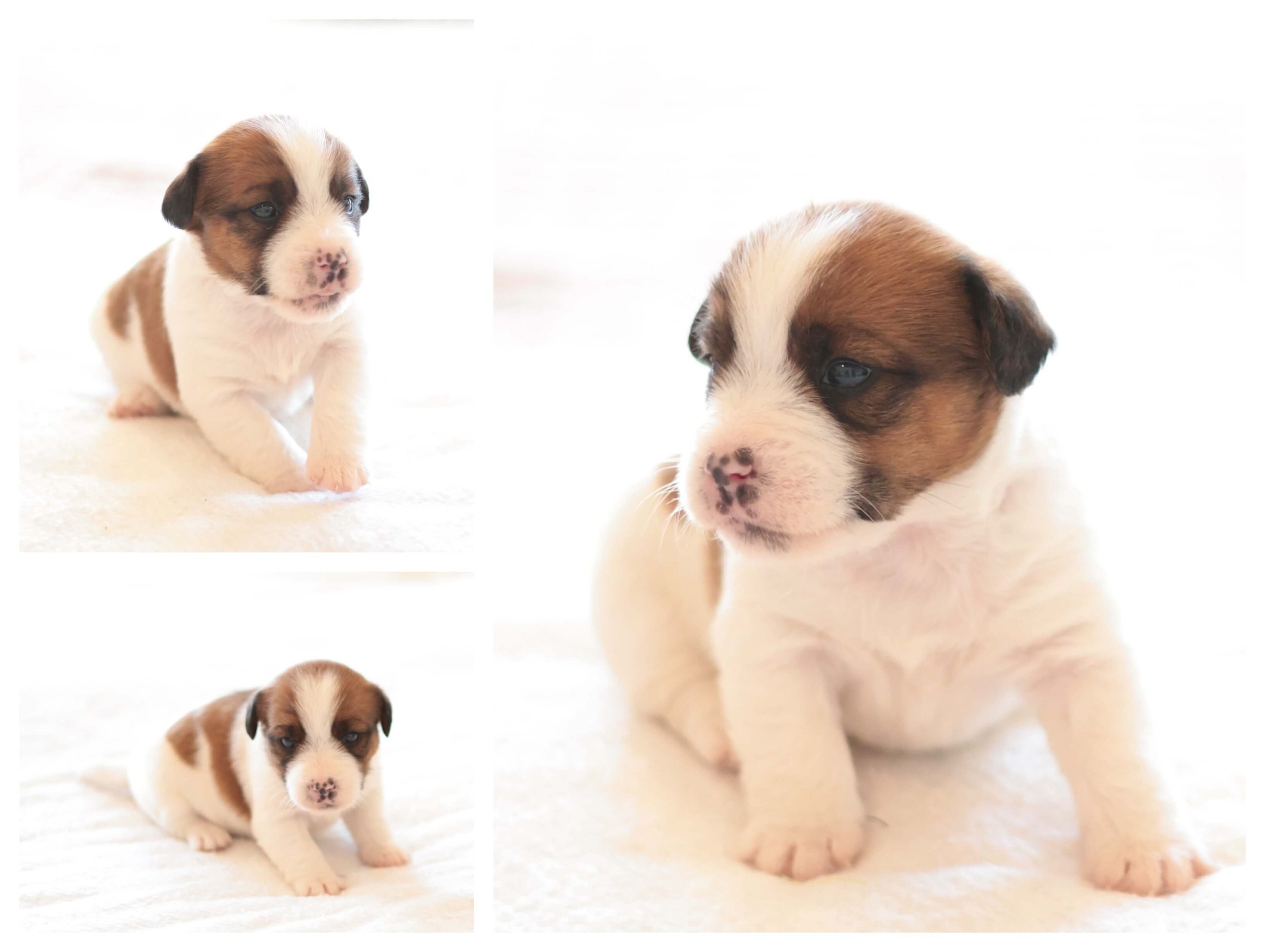 Jack Russells of Southern Idaho