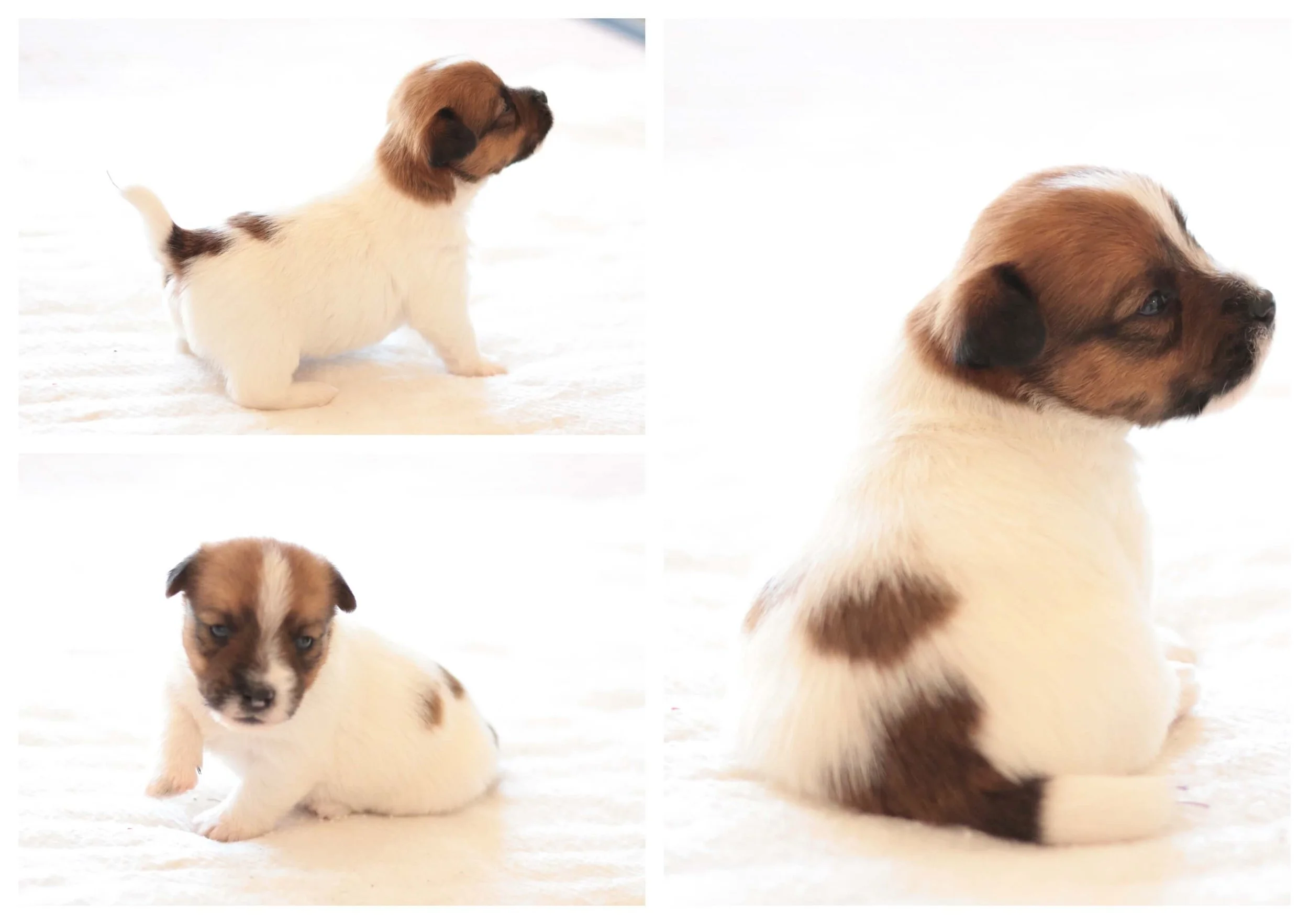 Jack Russells of Southern Idaho