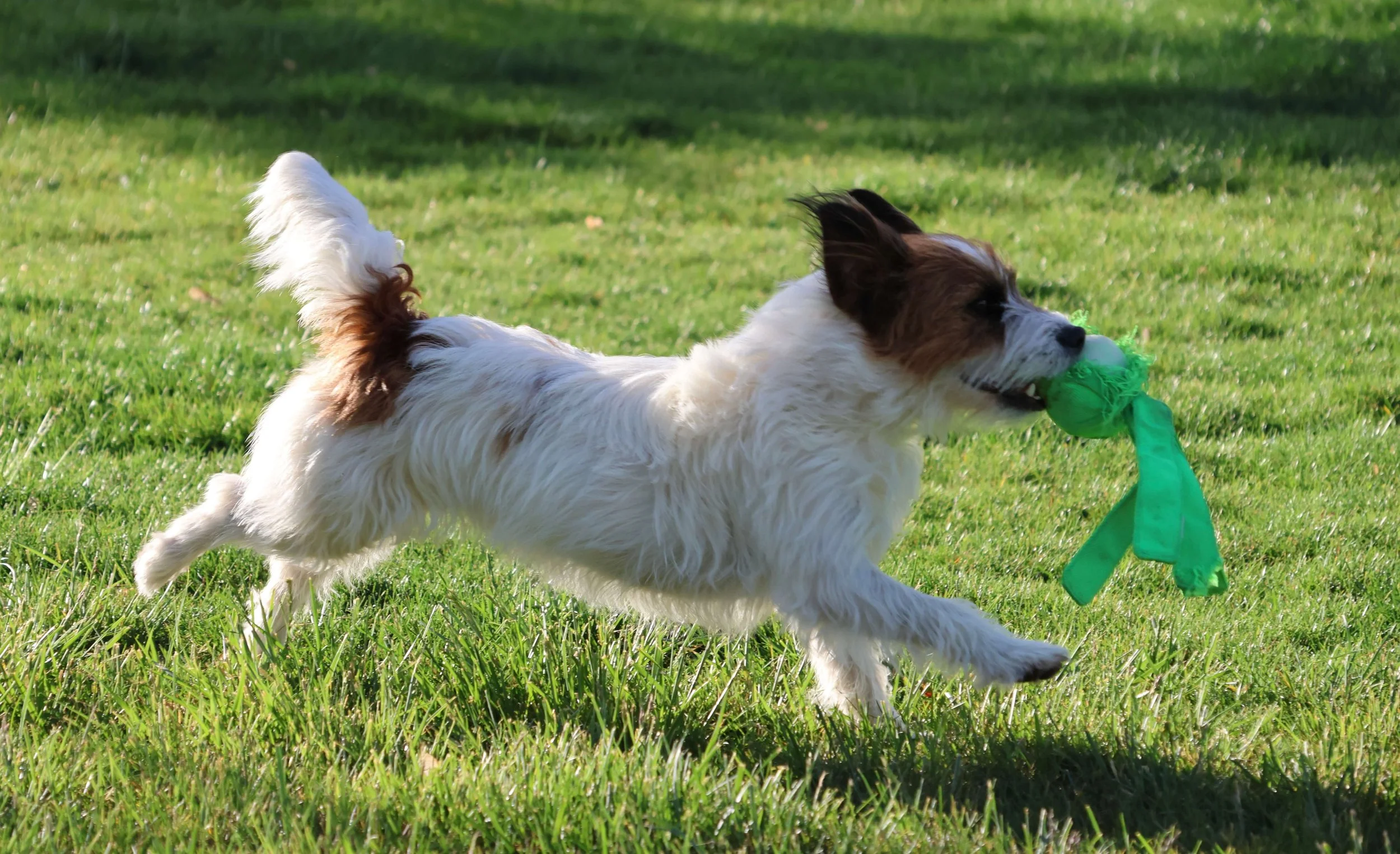 Beautiful Jack Russell