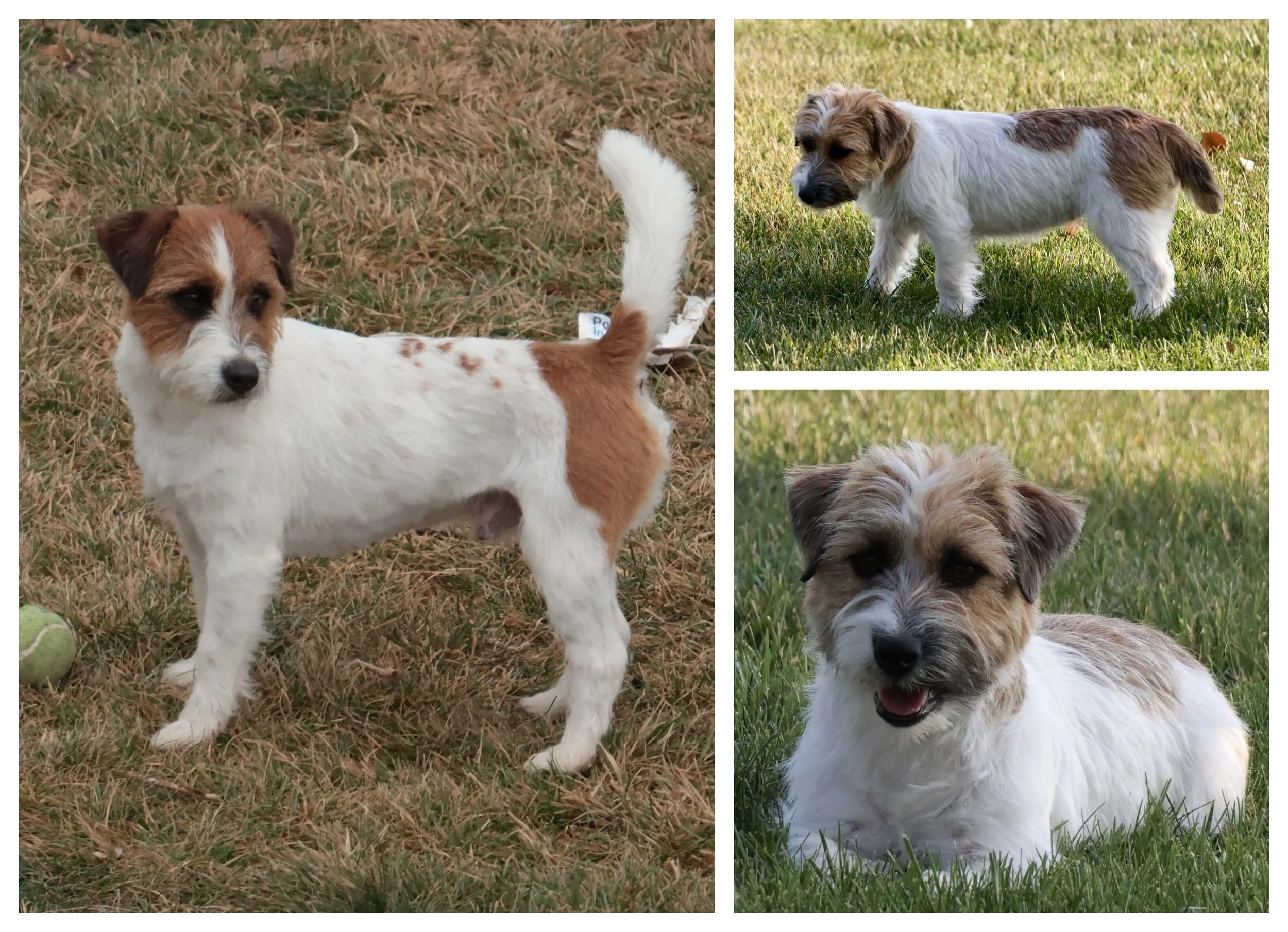 Rough coat Jack Russell