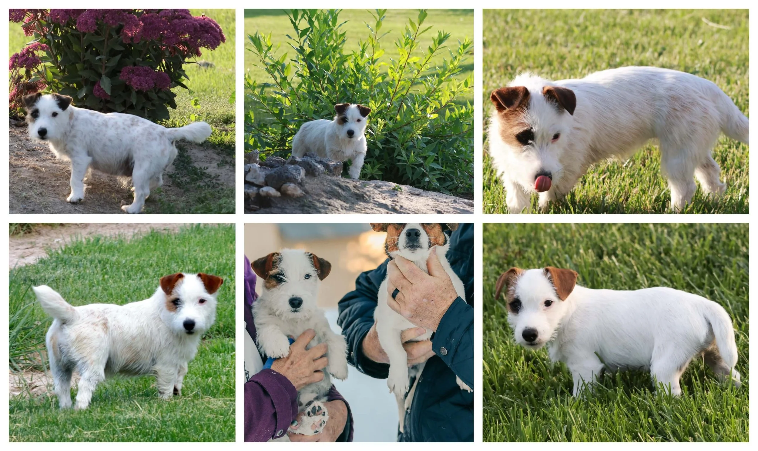 Broken coat Jack Russell