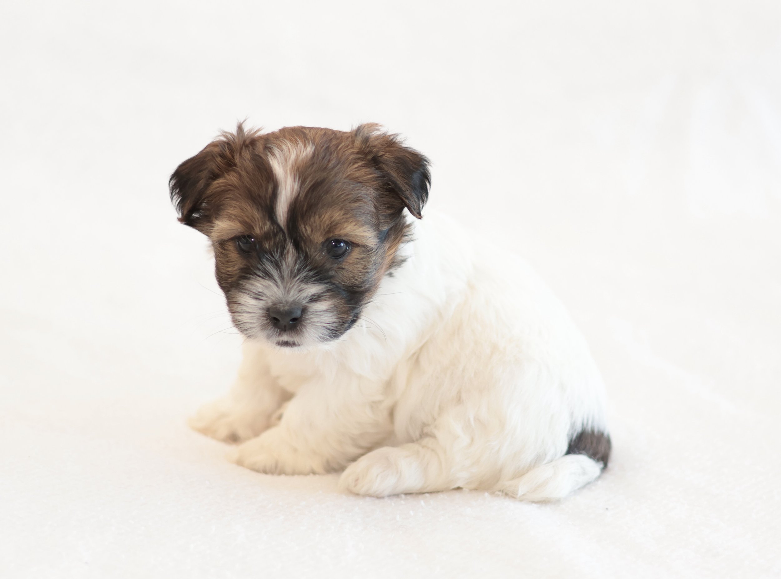 Rough coat Jack Russell puppy