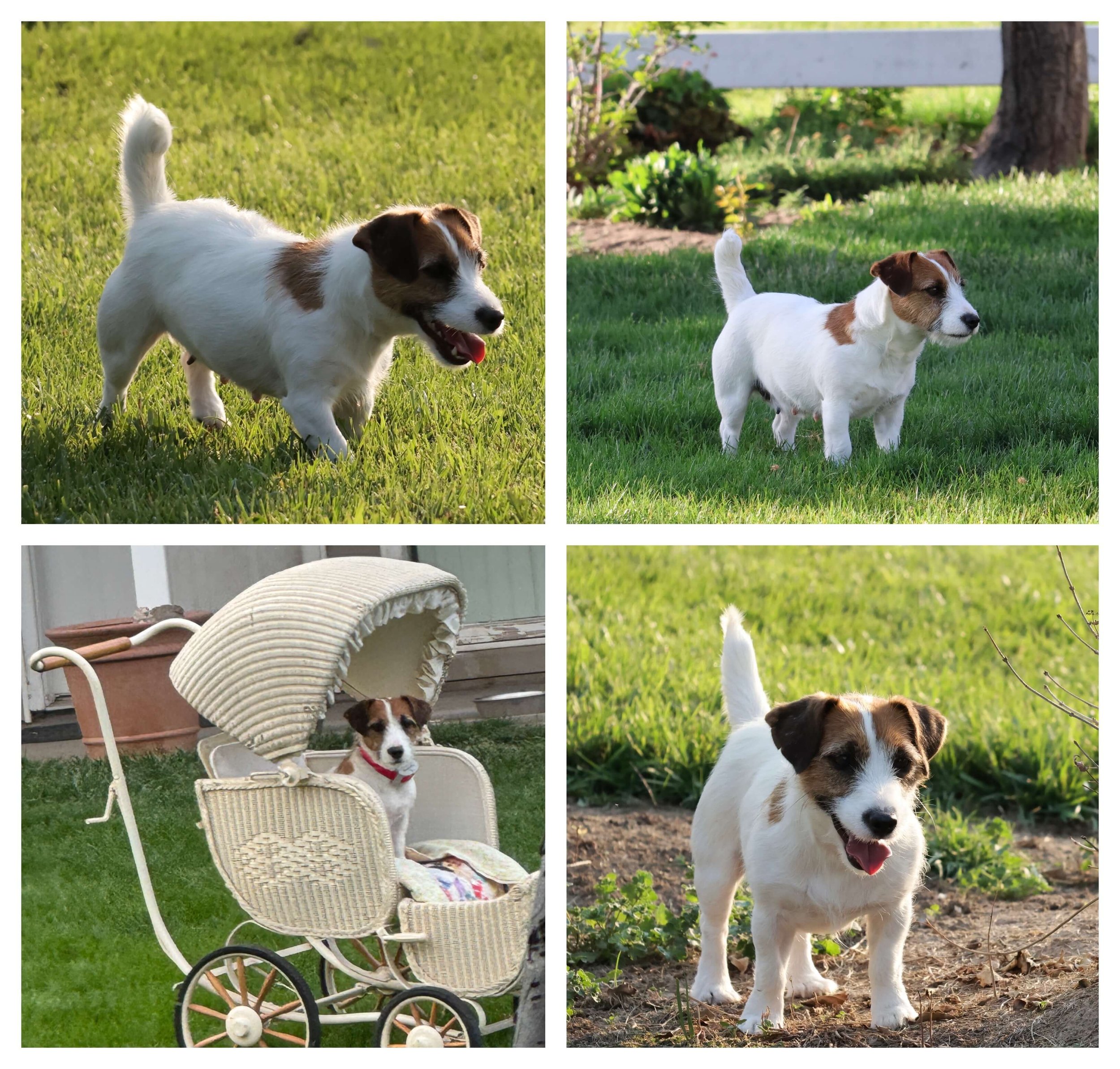 broken coat Jack Russell