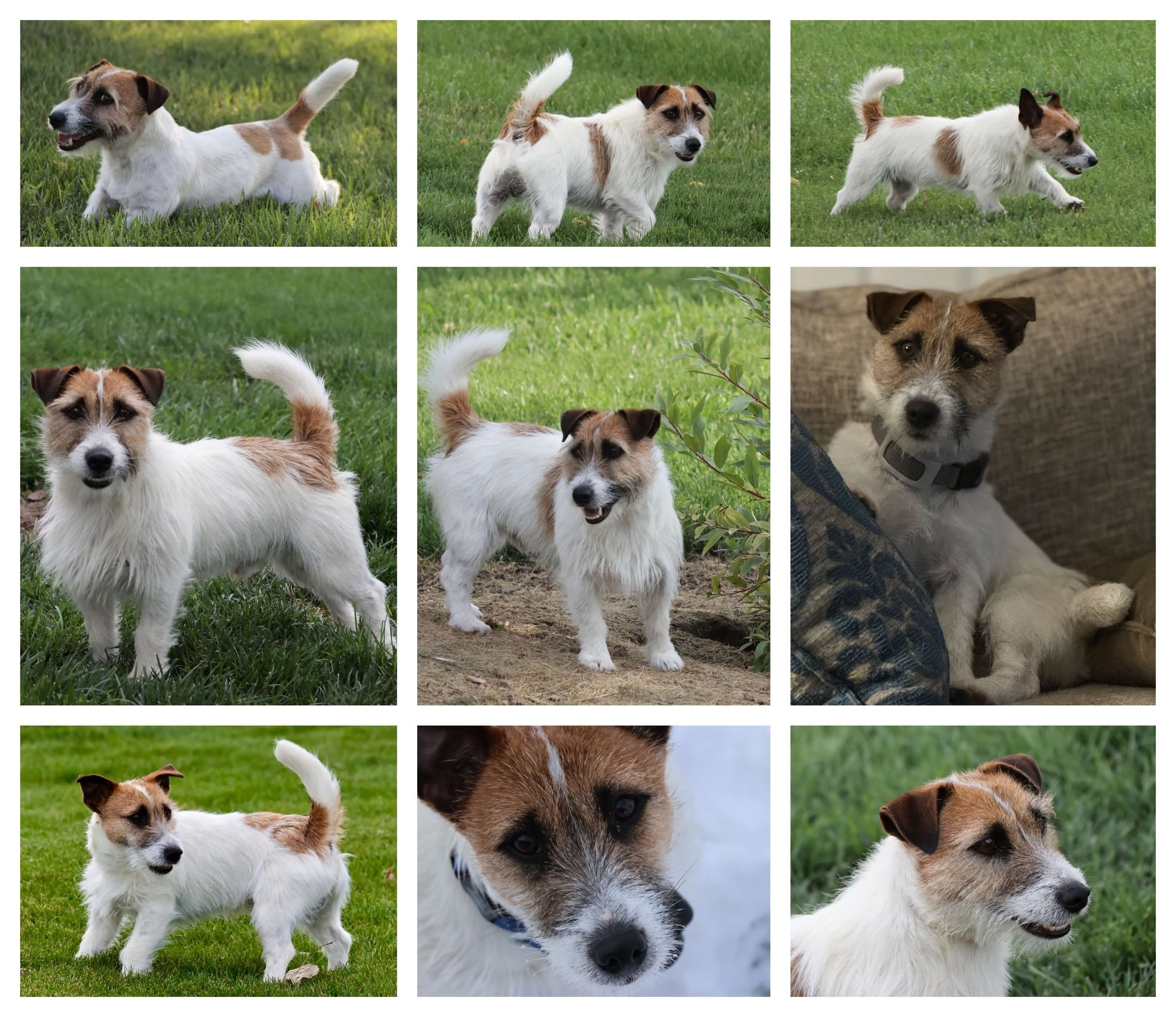 Broken Coat Jack Russell