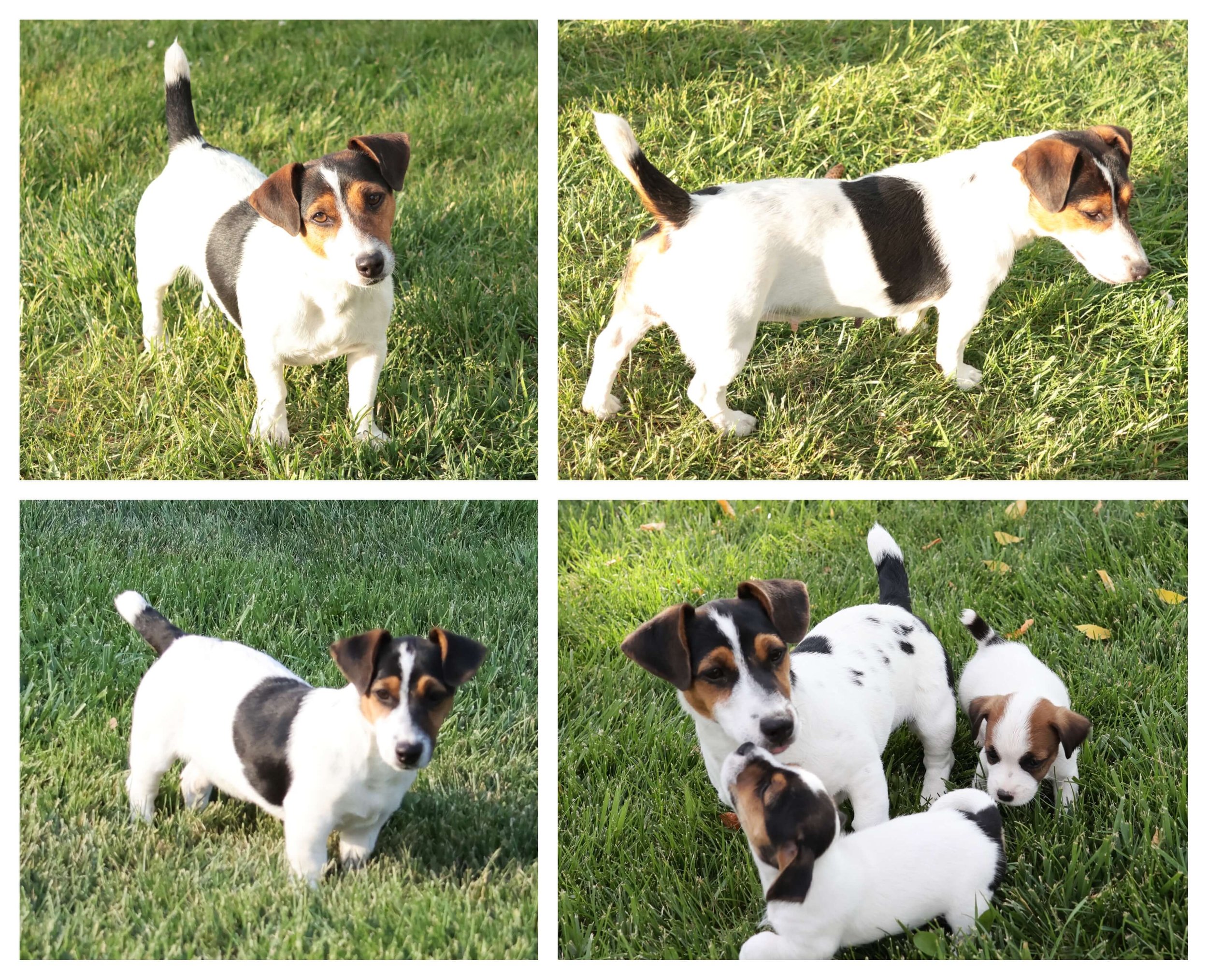 Smooth Coat Jack Russell