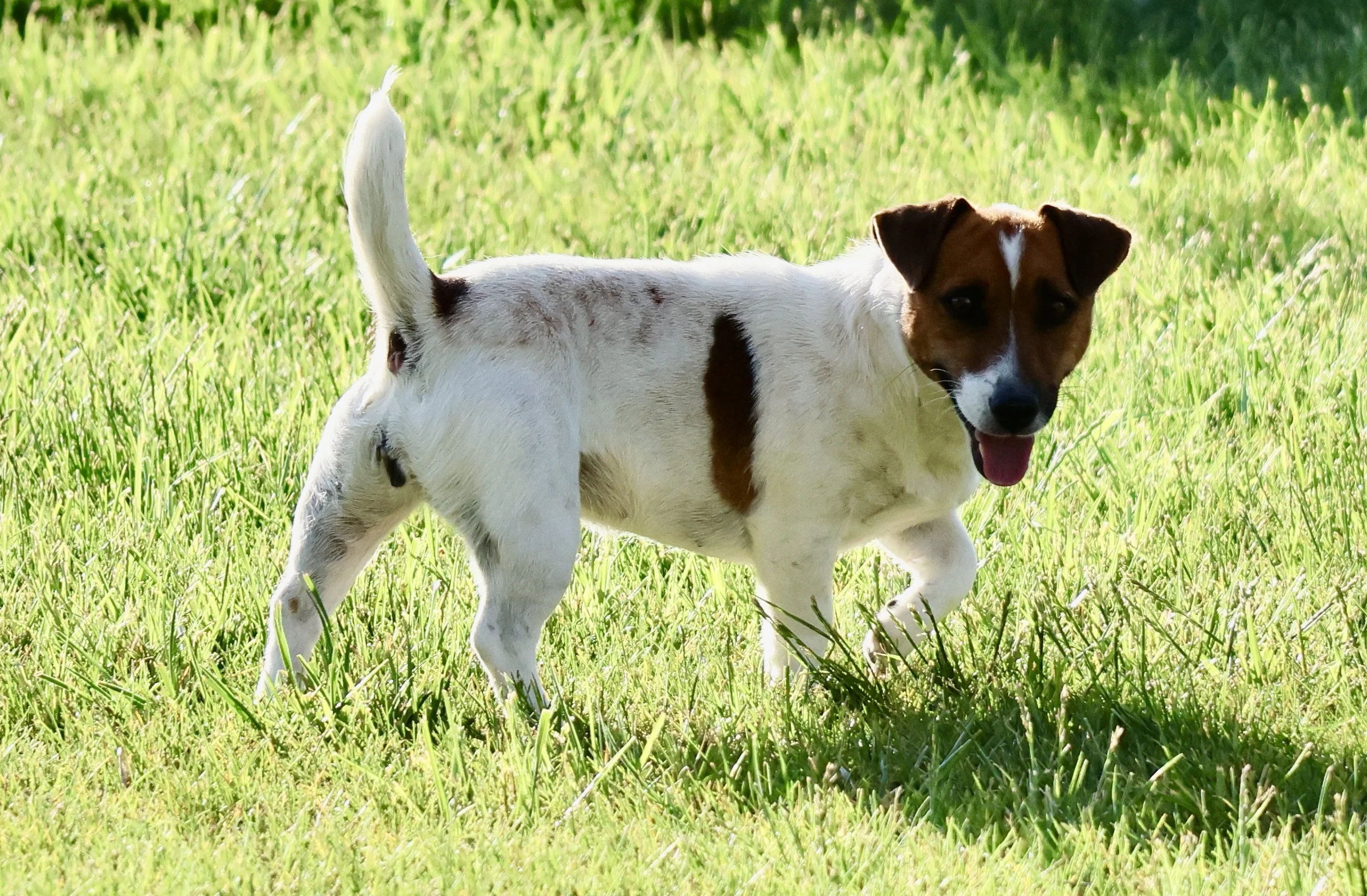 Smooth coat Jack Russell