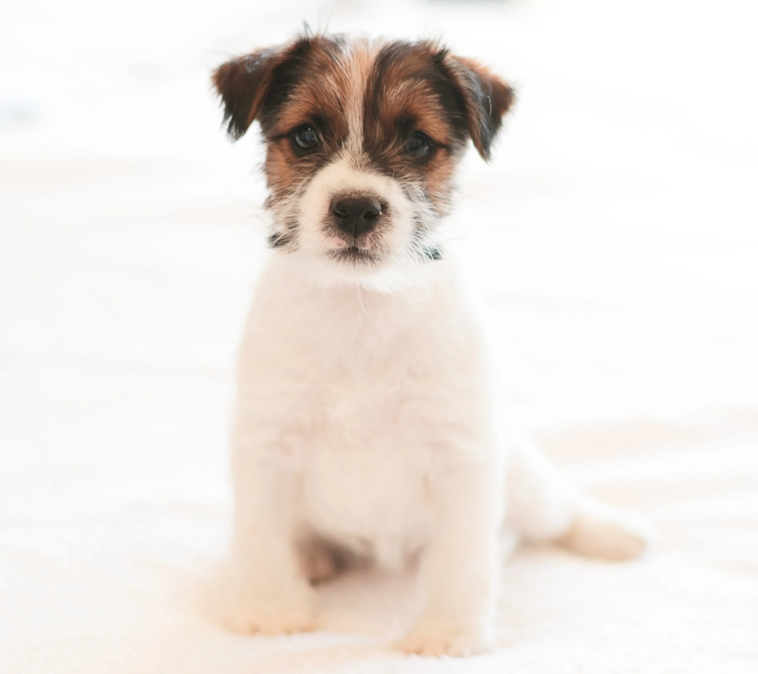 JRT puppy