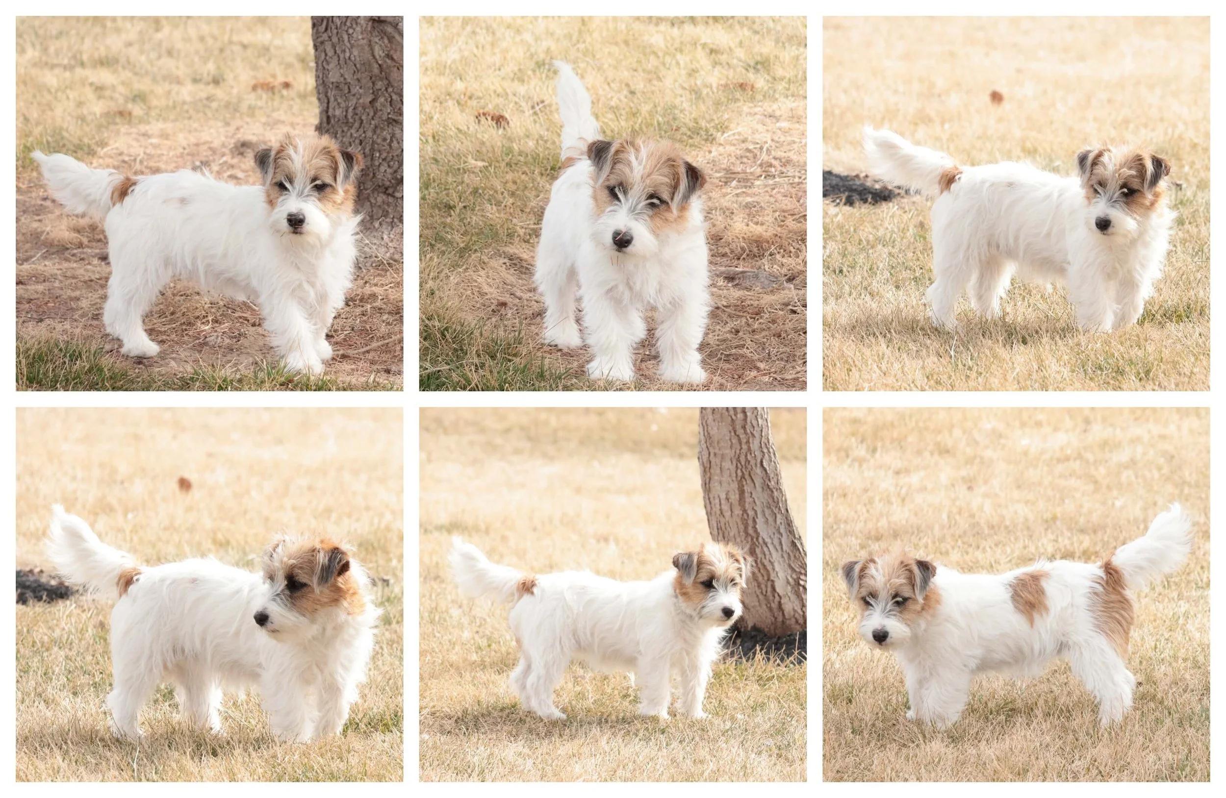 Rough Coat Jack Russell