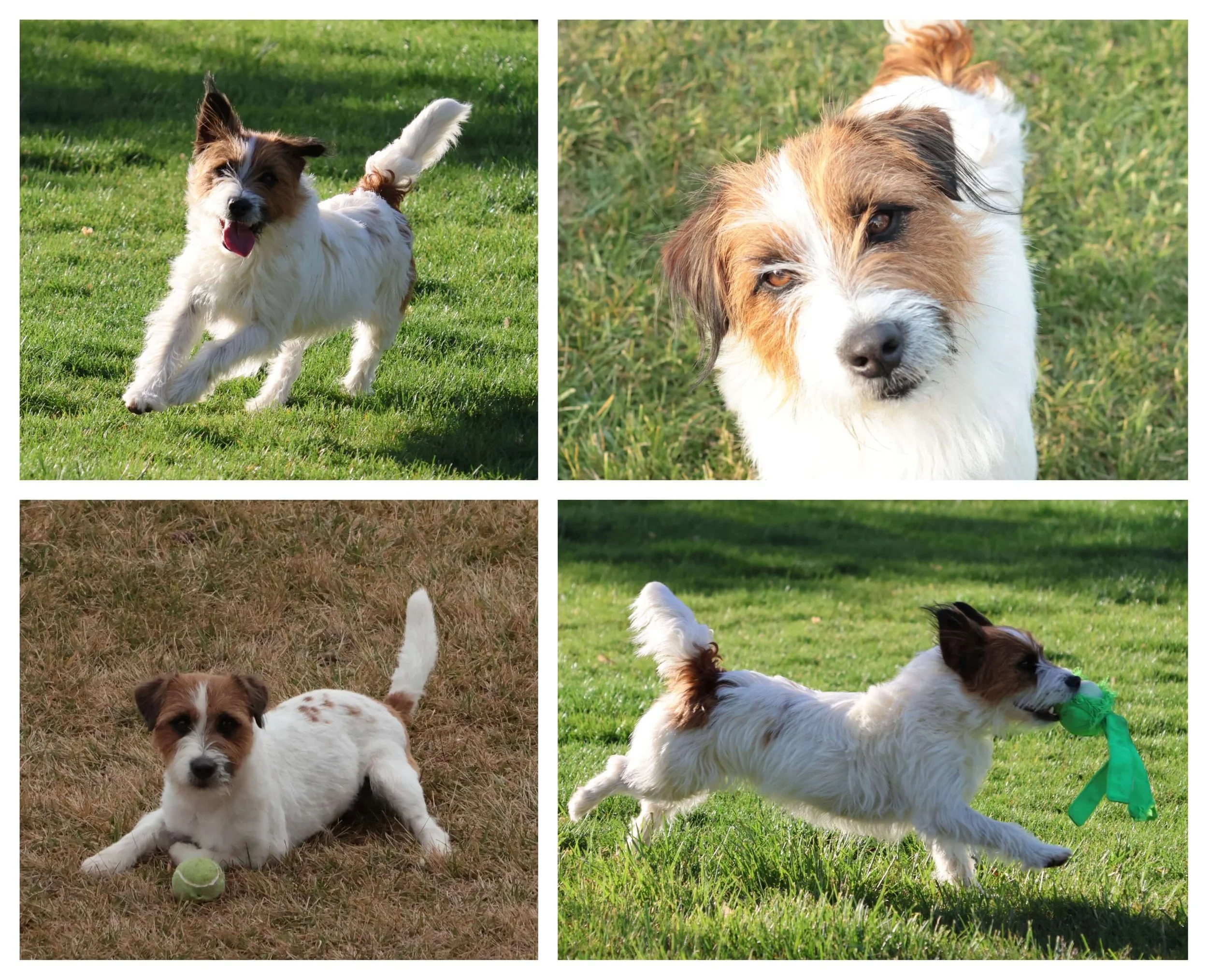 Rough Coat Jack Russell