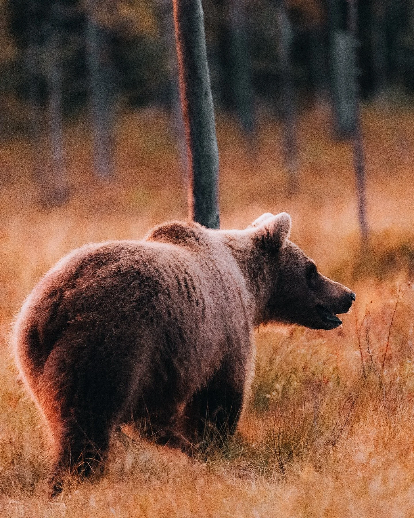 Looduse kihid / Layers of nature