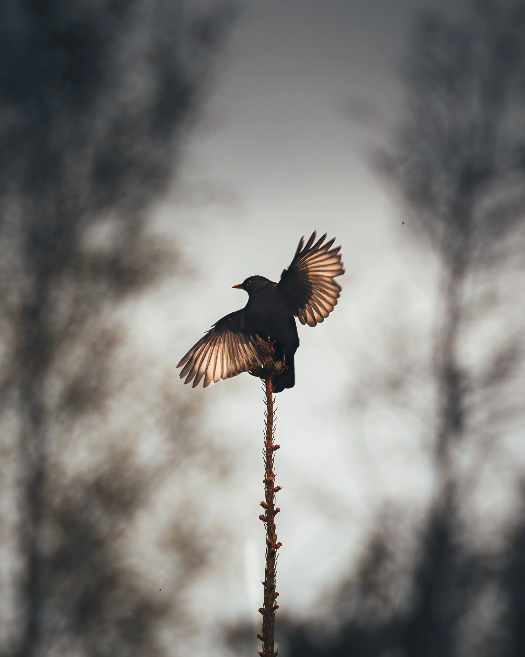 537A2866-Enhanced-NR-5.jpg