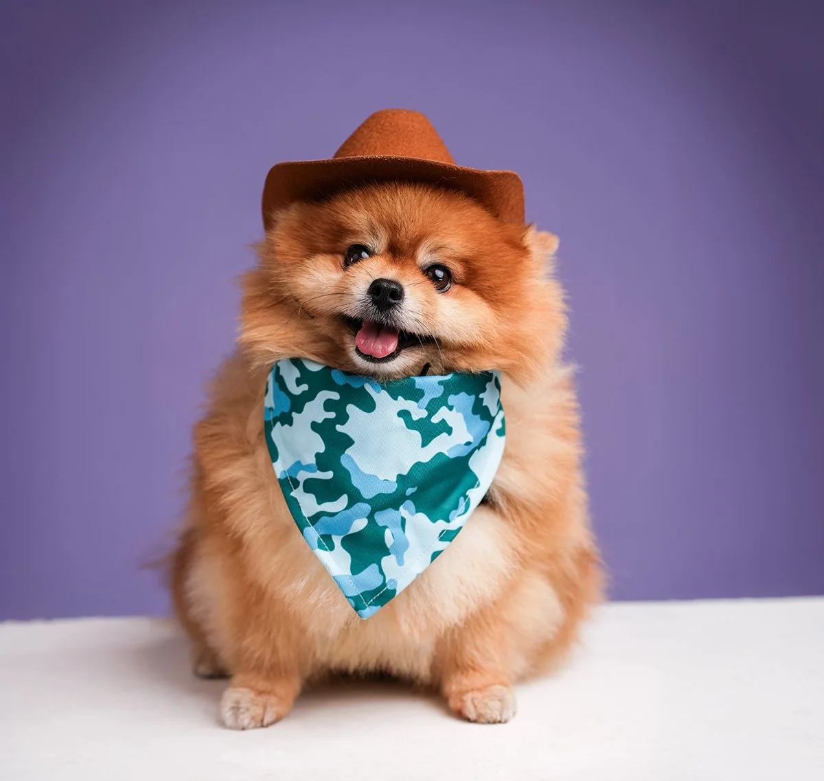 web dog.jpg