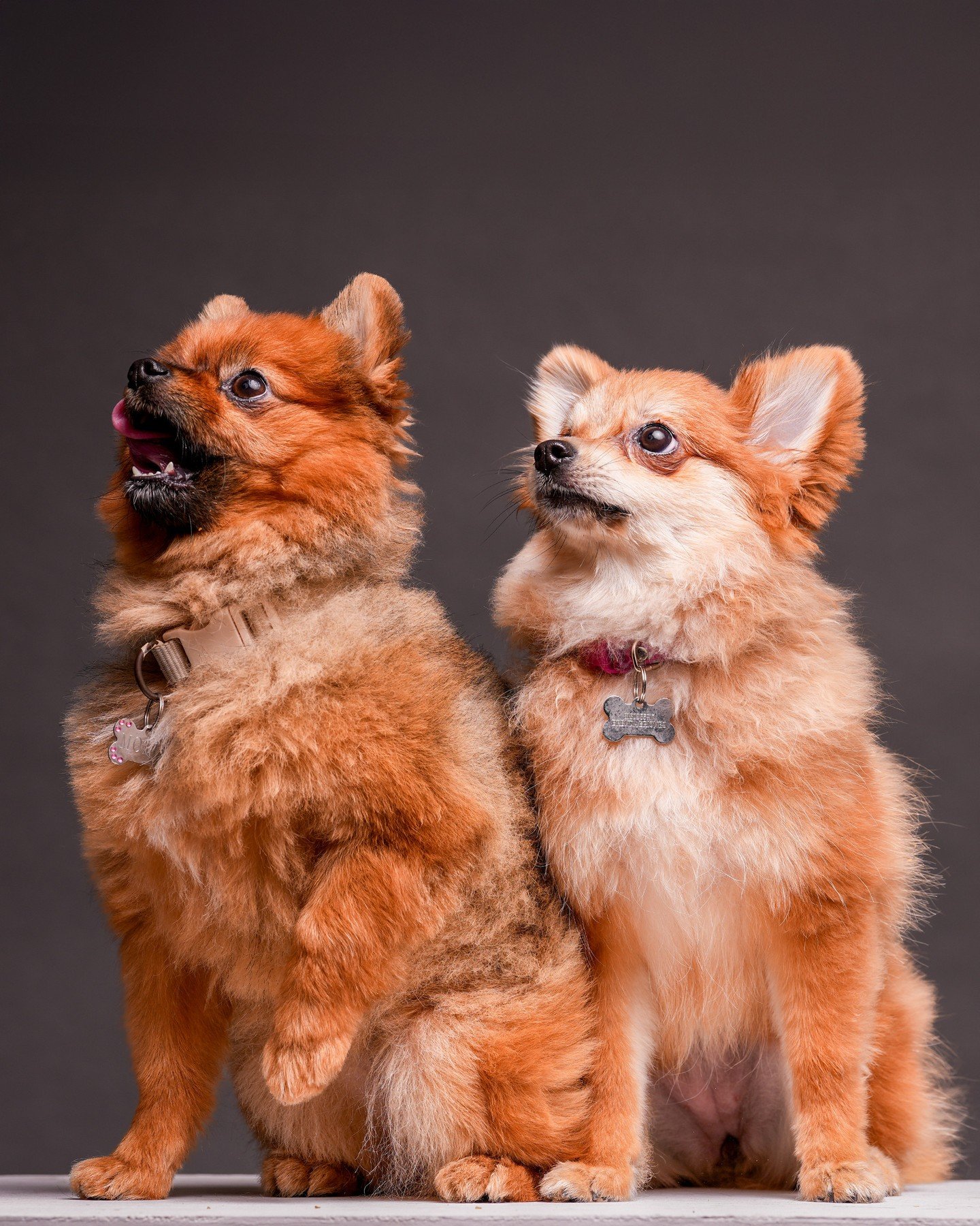 Cuando tus modelos son peque&ntilde;os, esponjosos y se roban todo el show 🧡📸 Retrato de perritos en estudio fotogr&aacute;fico BOOX  #pomeranians⁠
⁠
#petphotography #pomeranianlove #petstagram