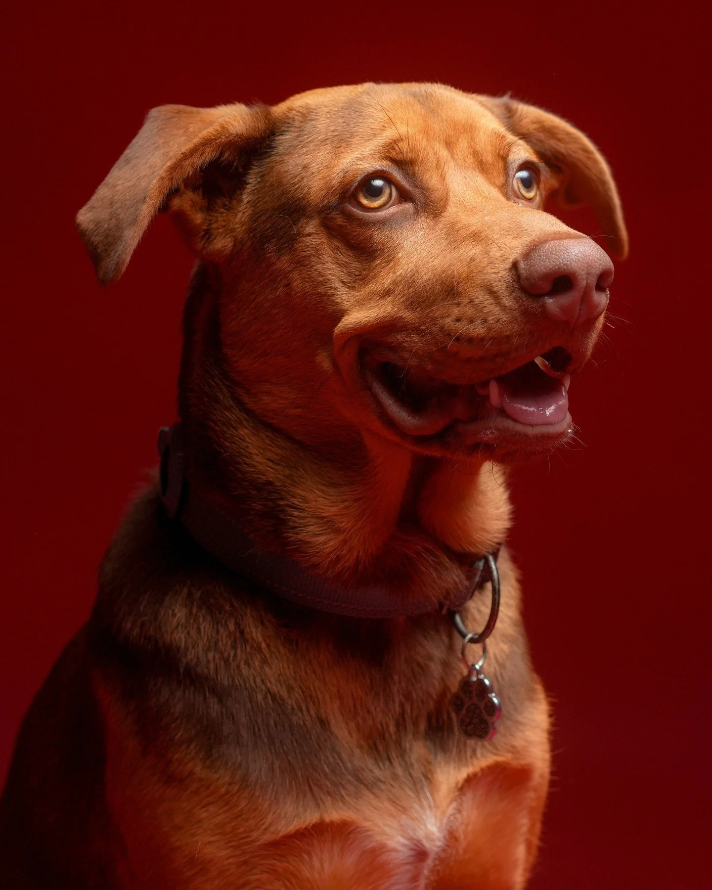 Perrito Feliz #mascota ⁠
⁠