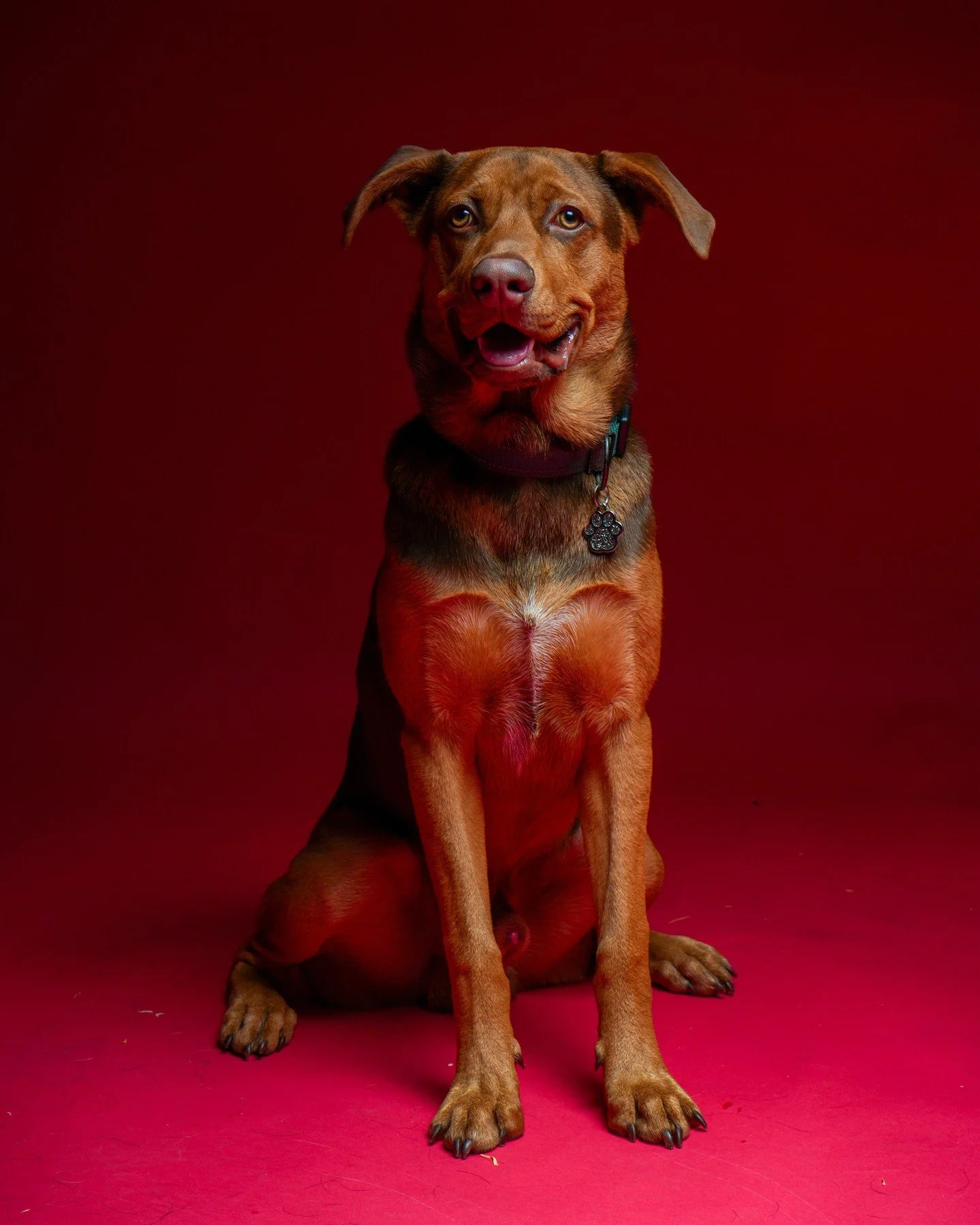🐶✨ Sesi&oacute;n de estudio con este hermoso perrito 📸⁠
📸 Amamos fotografiar a los peludos modelos 🐾❤️⁠
⁠
📍 Capturado en nuestro estudio @booxmty, donde tambi&eacute;n hacemos sesiones para tus mascotas 🐕⁠
⁠
Perrito de @mangui27⁠
⁠
#sesiondemas