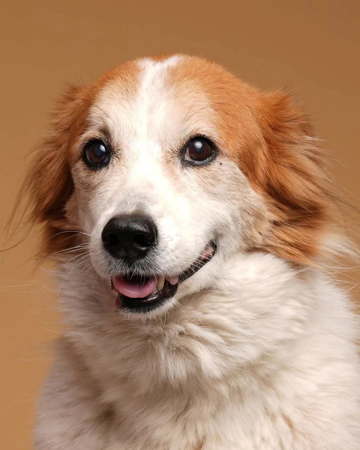 &iexcl;Fotos de perritos bien hermosos!

#fotografia #mascotas #dogphotographers