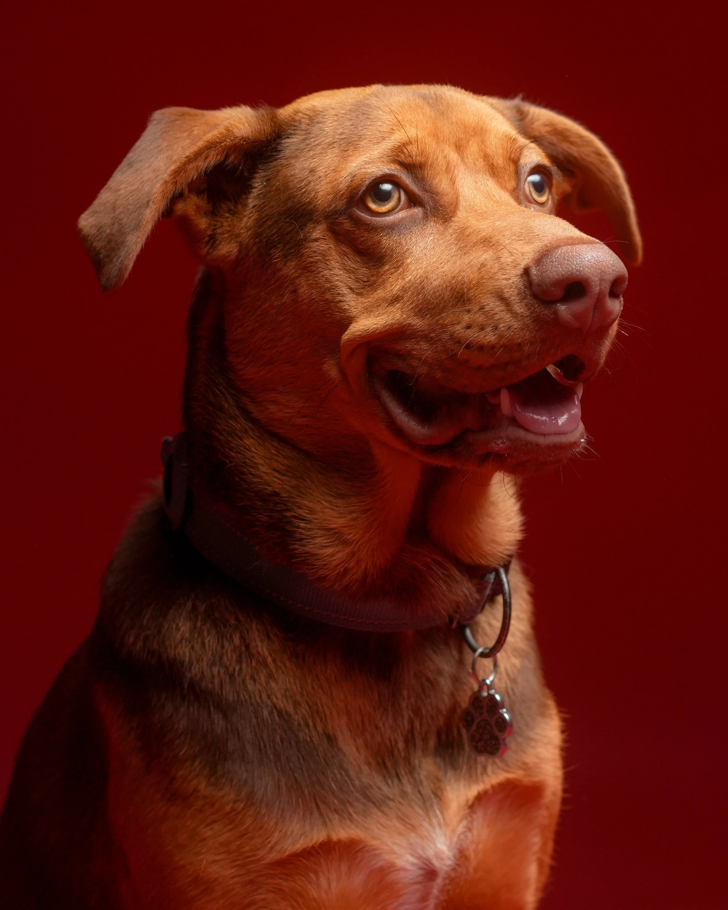 Perro 2.jpg