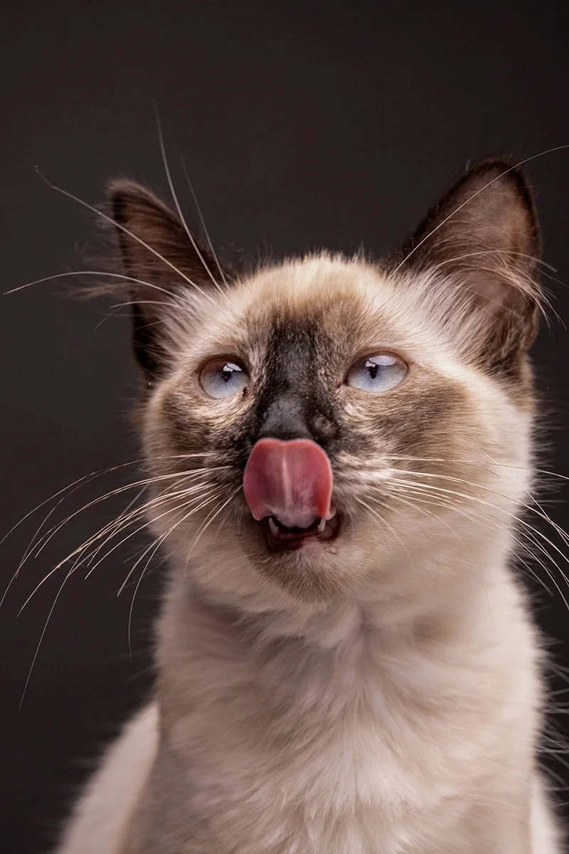 1 cat.jpg