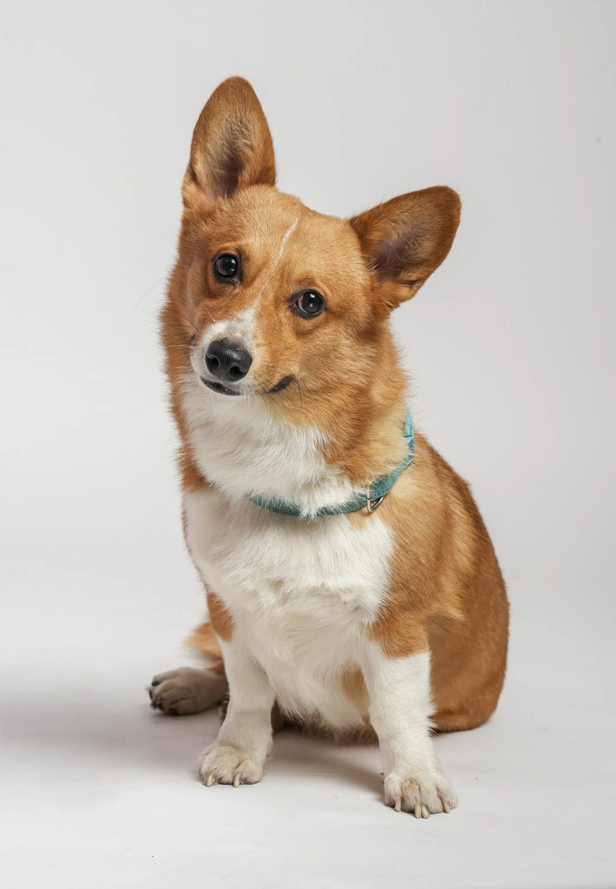 Fotografía de Mascotas: Perro de raza Corgi con oreja derecha erguida y oreja izquierda doblada, pelaje café, blanco en el pecho y patas, con collar azul, sentado frente a un fondo gris claro.