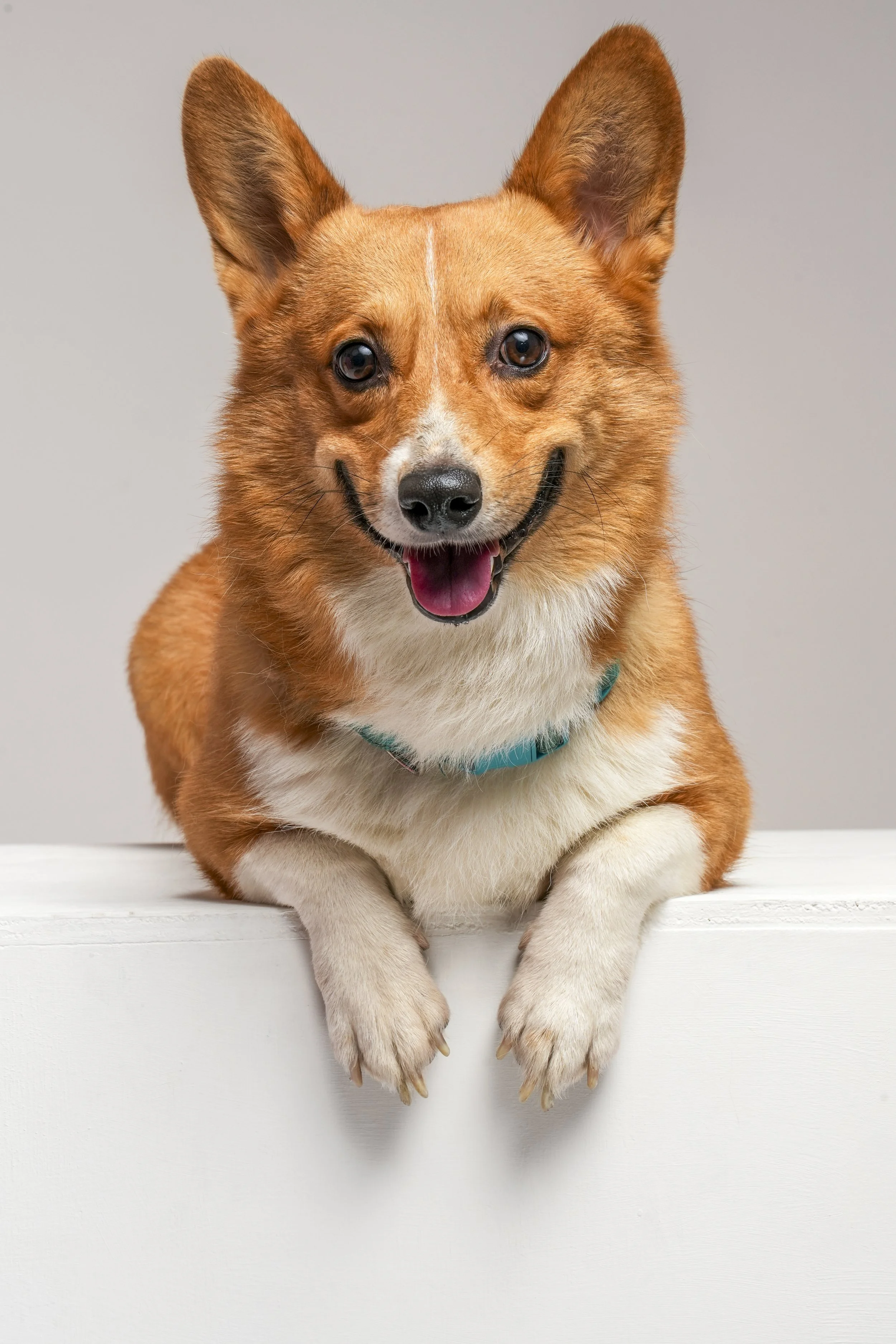 Fotografía de Mascotas: Perro de raza Corgi acostado sobre una superficie blanca, mirando hacia adelante con expresión feliz y expresiva.
