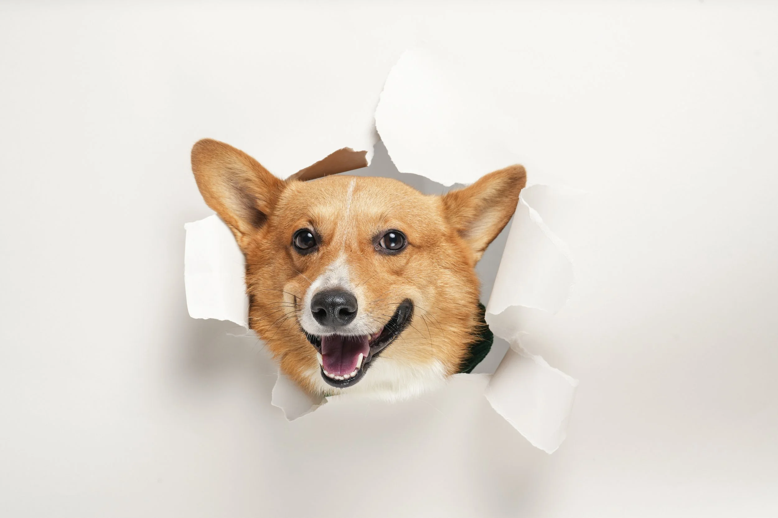 Fotografía de Mascotas: Perro color castaño asomándose a través de un agujero de papel en un estudio fotográfico. 