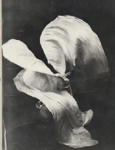 loie-fuller-f7e8324e-4f9f-41a0-966b-eff5a7dd830-resize-750.jpeg