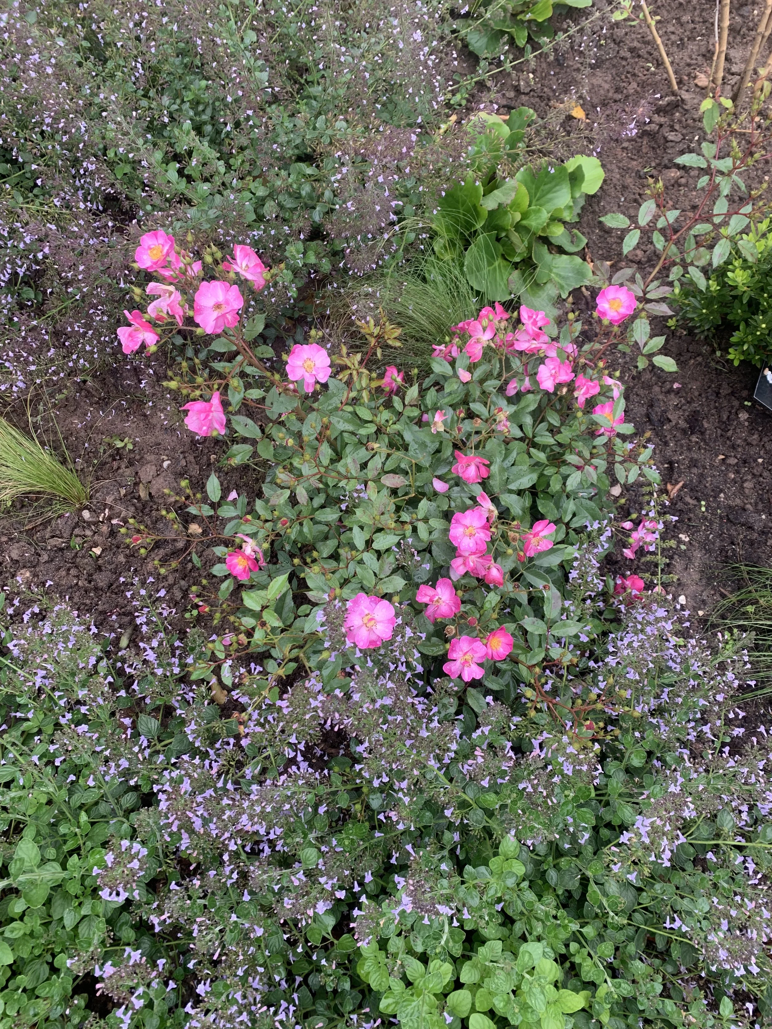 IMG_0971.jpeg