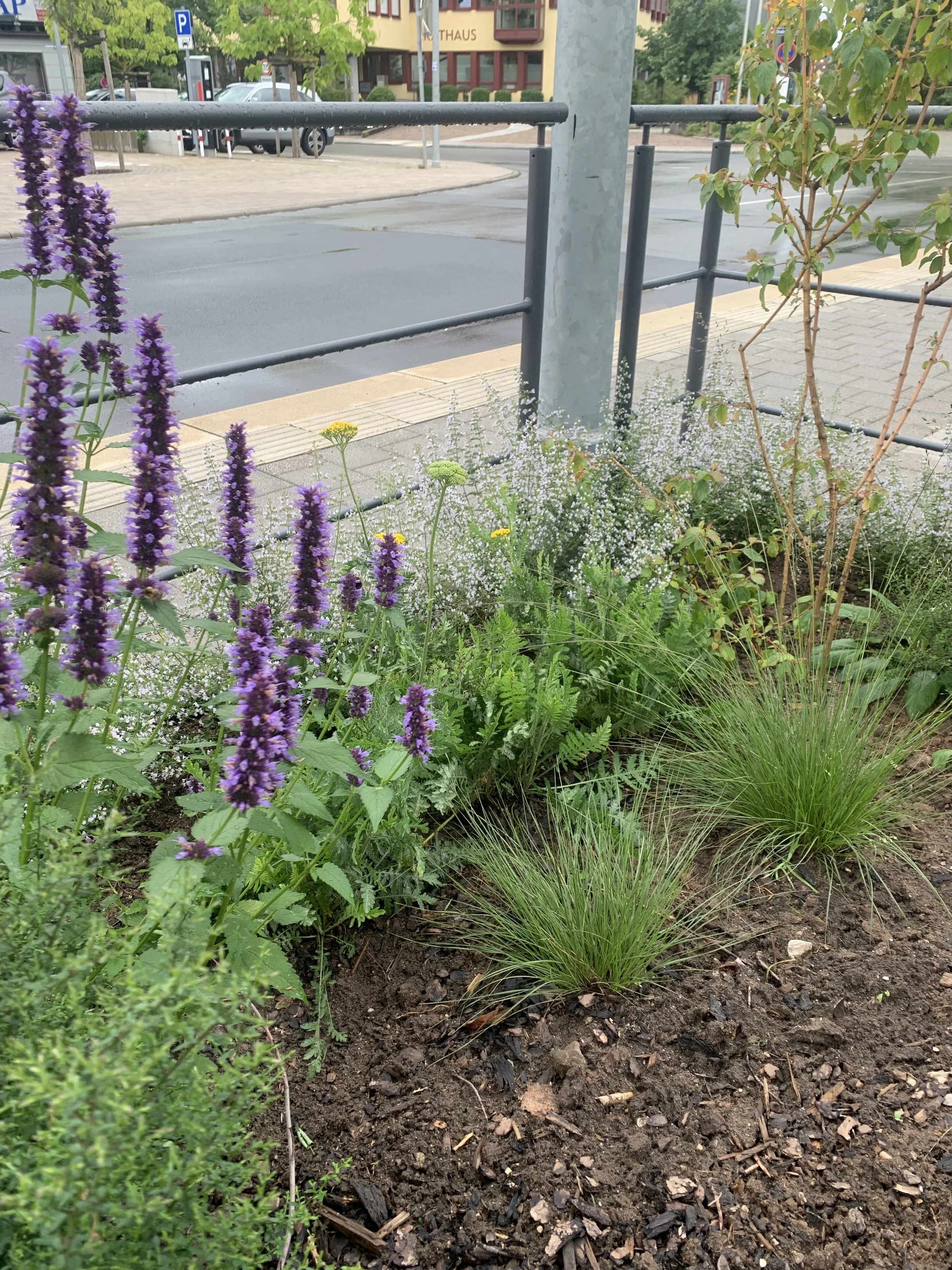 IMG_0976.jpeg