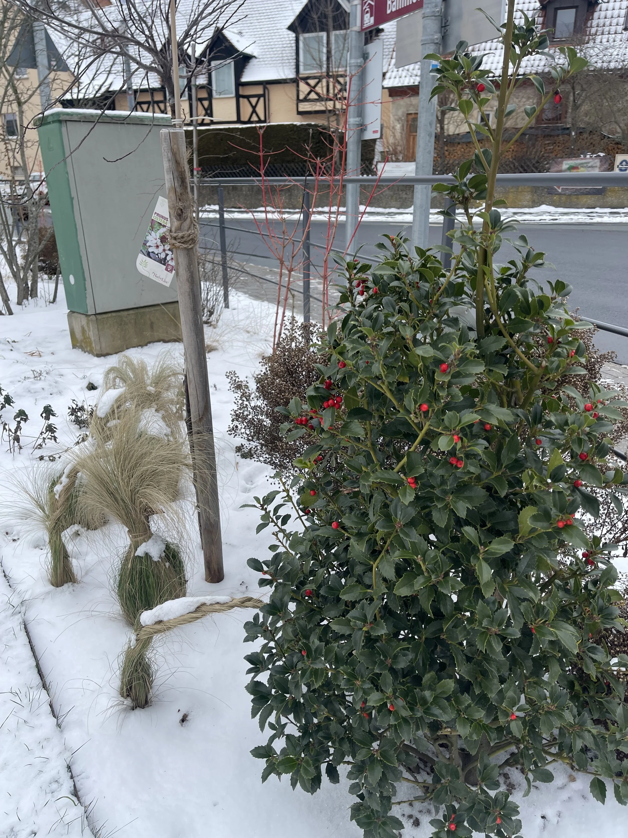 IMG_3264.jpeg