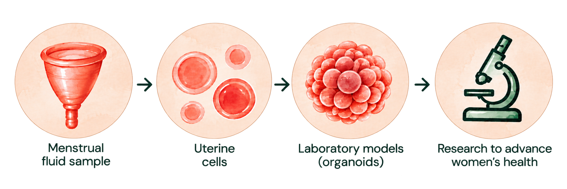 Menstrual Health Research Flow: Sample, Uterine Cells, Organoids, Research