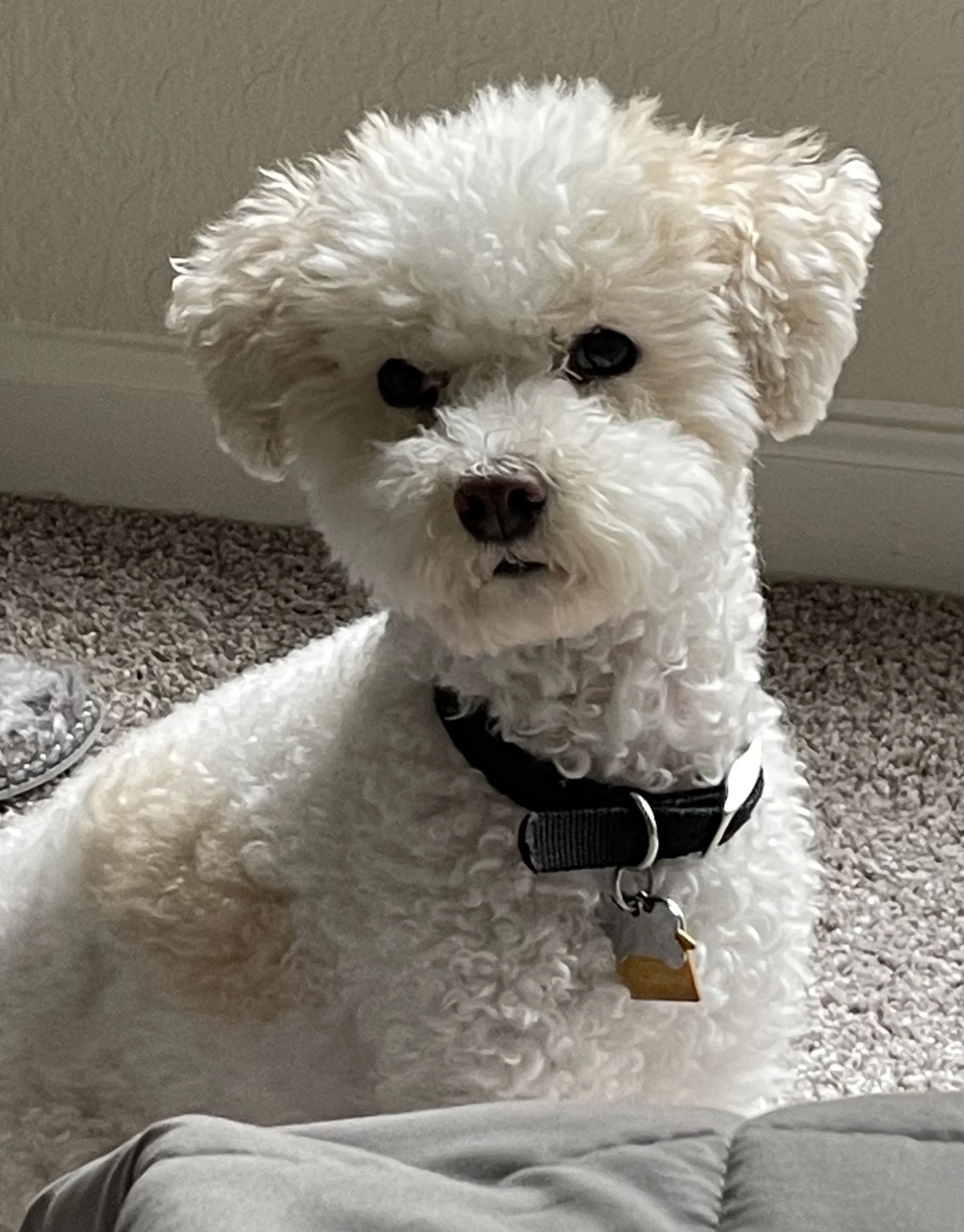 Dobby, Flawless Processes mascot