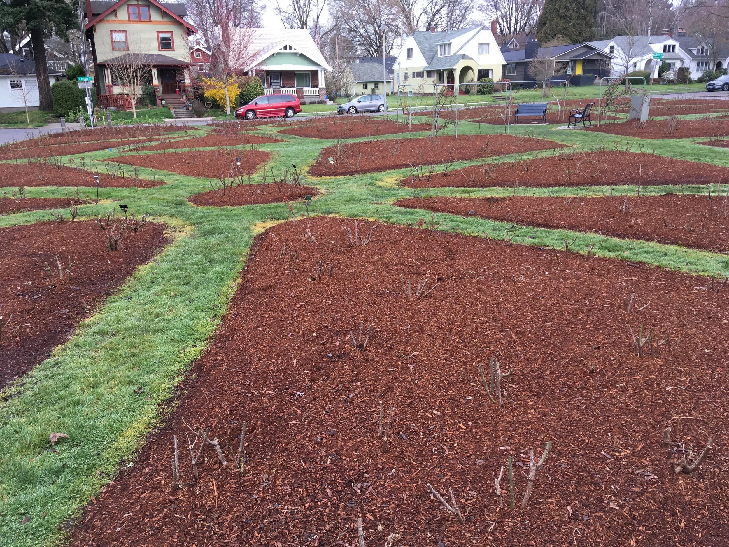 Winter Pruning of Roses