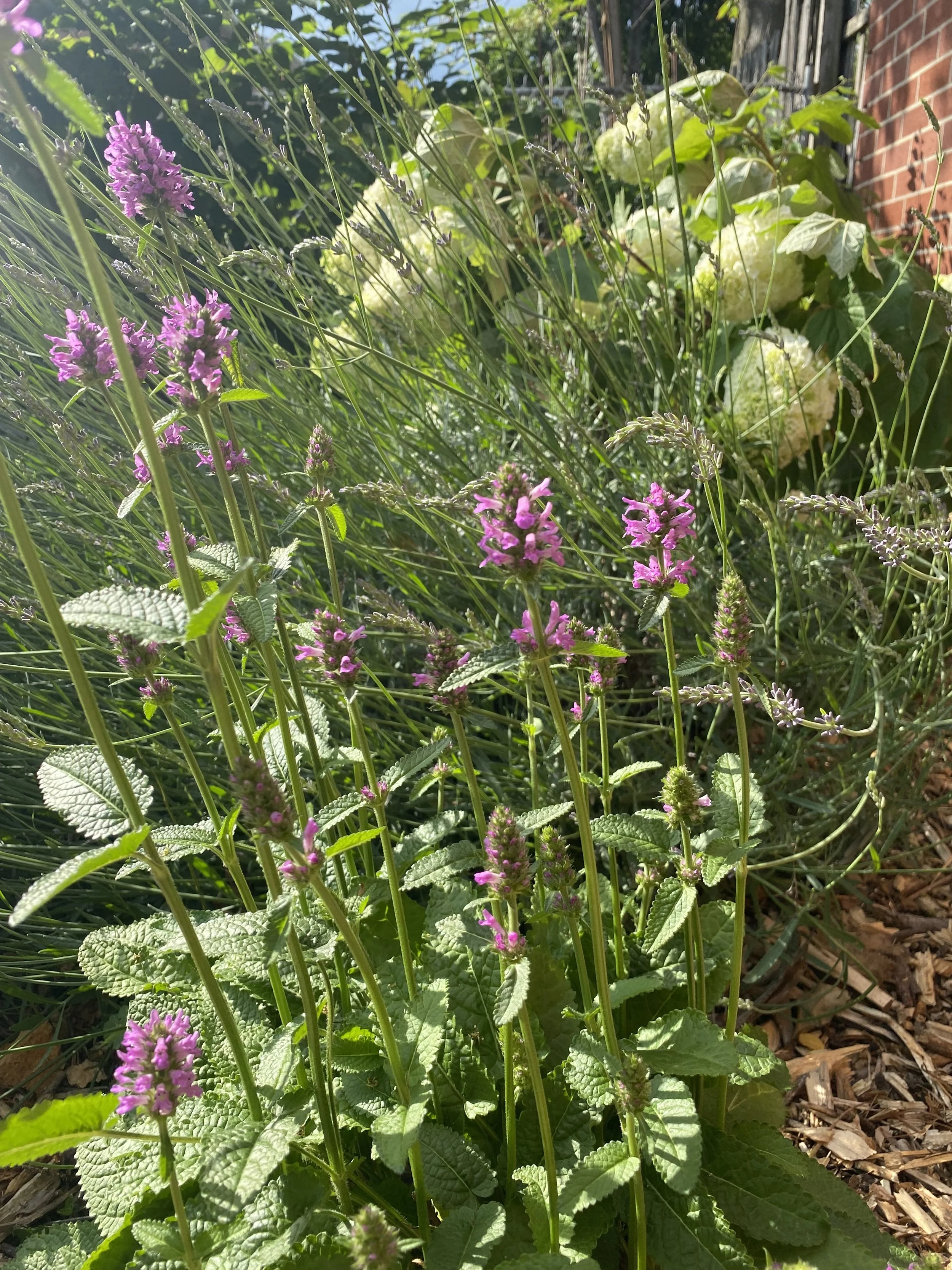 spa garden. pictures of spa.jpeg