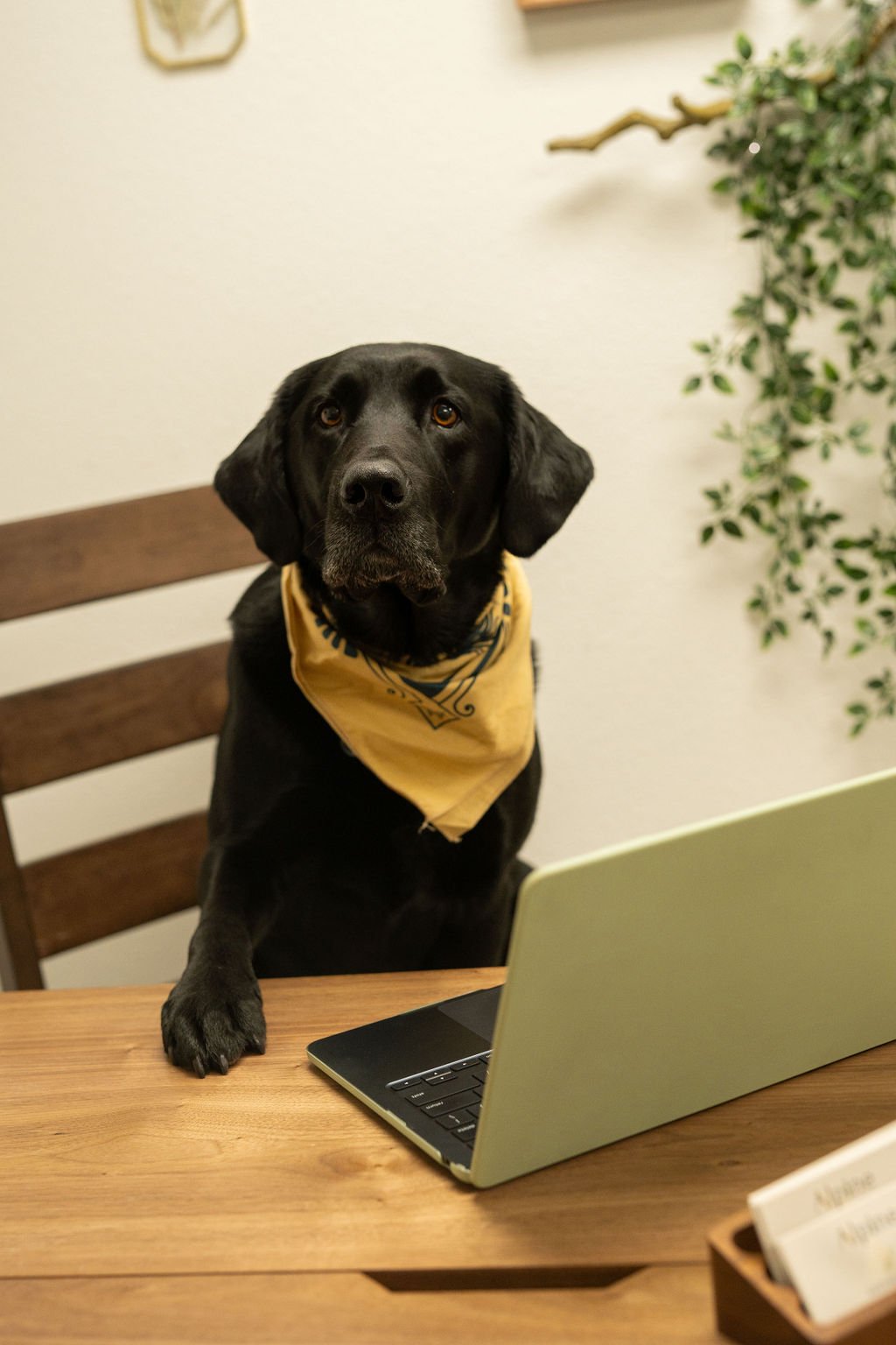 A black Labrador dog wearing a yellow bandana sitting at a wooden table with one paw on a laptop.