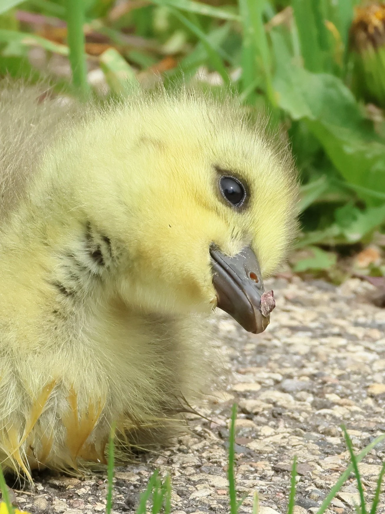 Gossling Booger?! I Think I Have A Booge! - R. Petroschuk