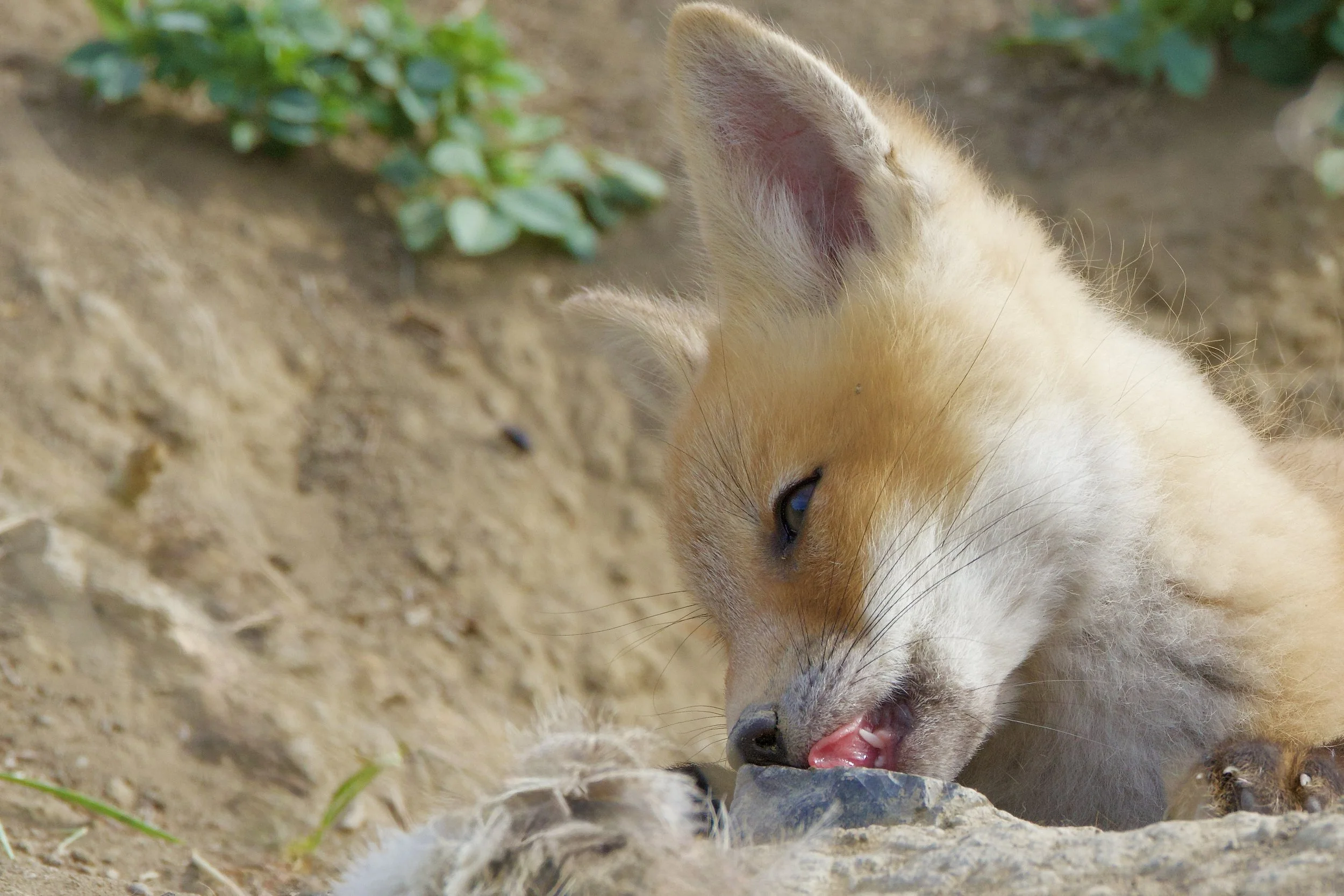 Rock Candy? - R. Petroschuk
