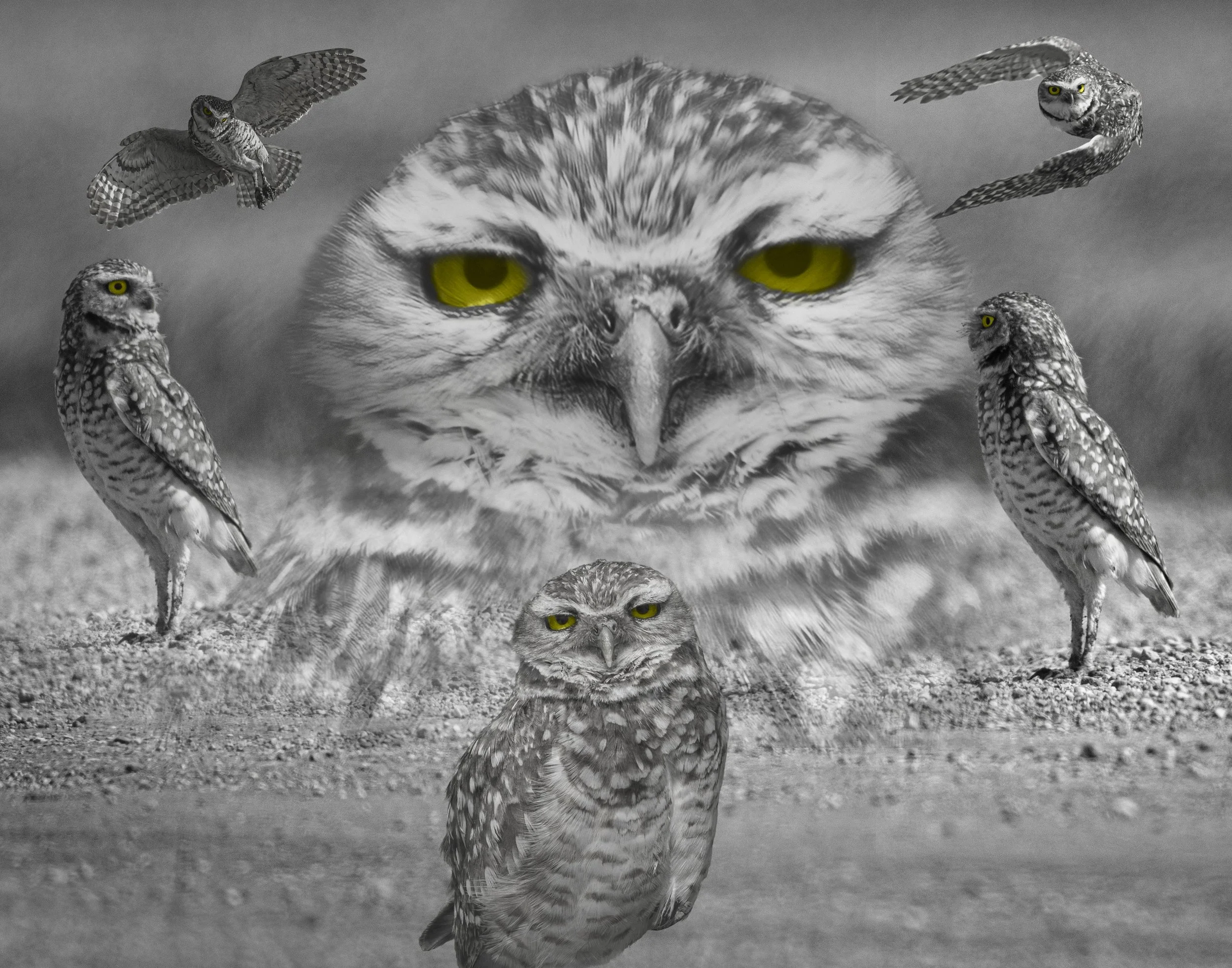 Bob Schultz - Endangered Eyes