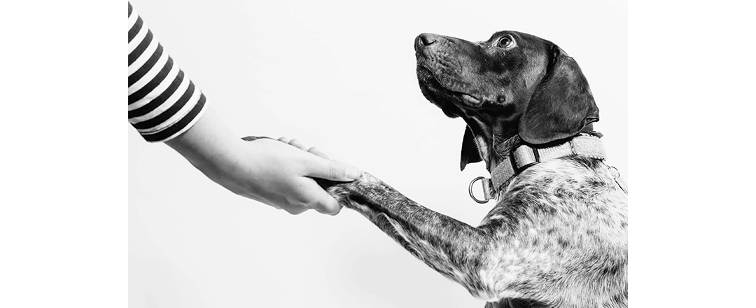 Paws, People and Connection - Pet Therapy Returns to Lift Local Spirits