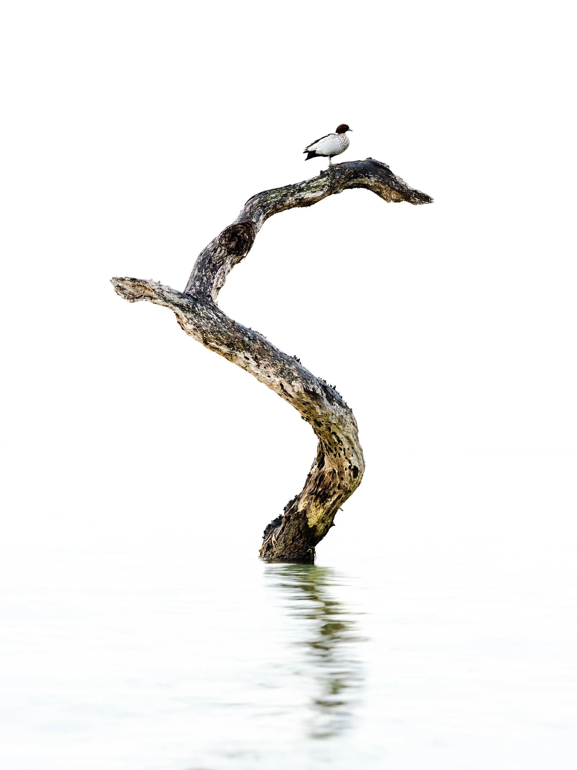 Juvenile Male Wood Duck on Decaying Punk Myrtle.