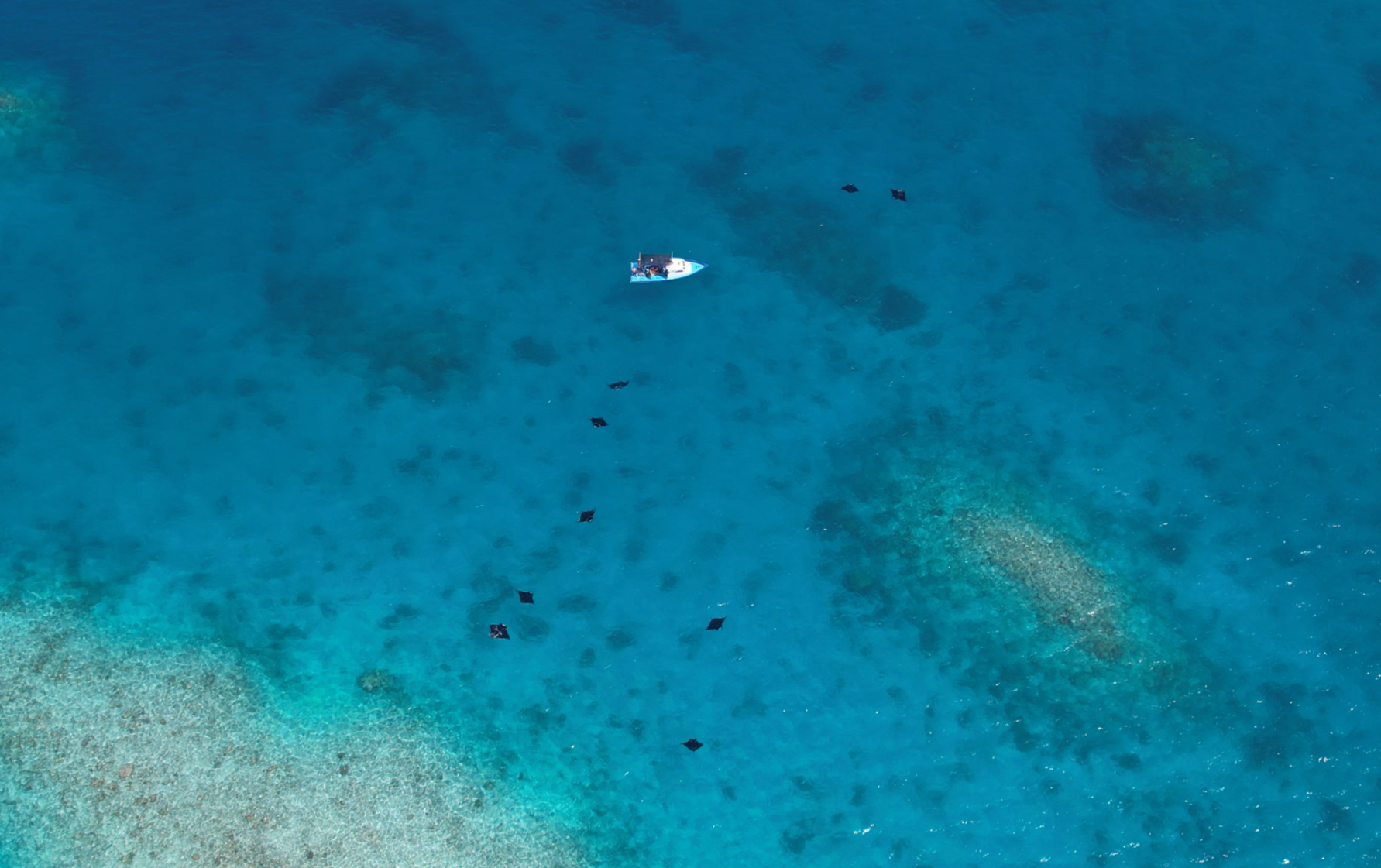 Mantas_drone7.png