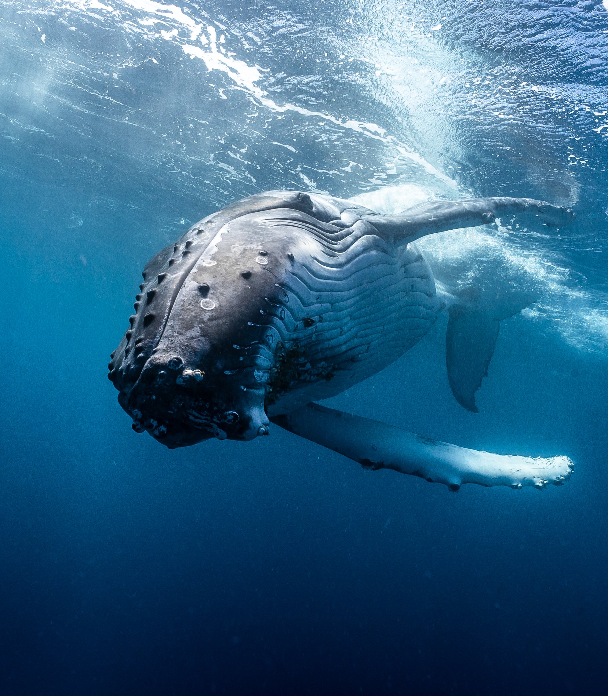 Tonga Whale Trip 2024 — Freediving Family