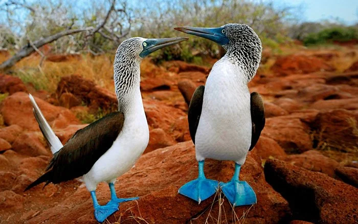 birds.jpg