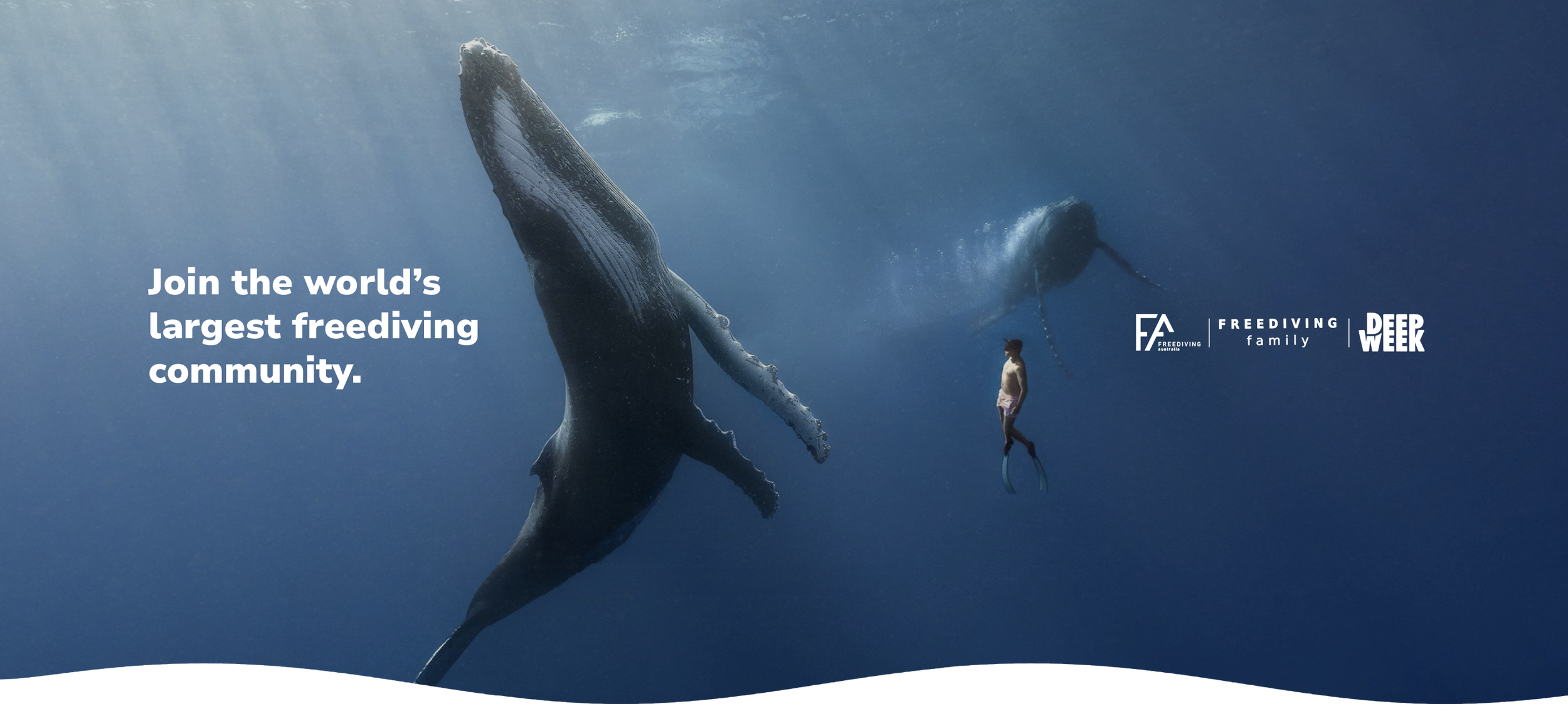 Whale2.png